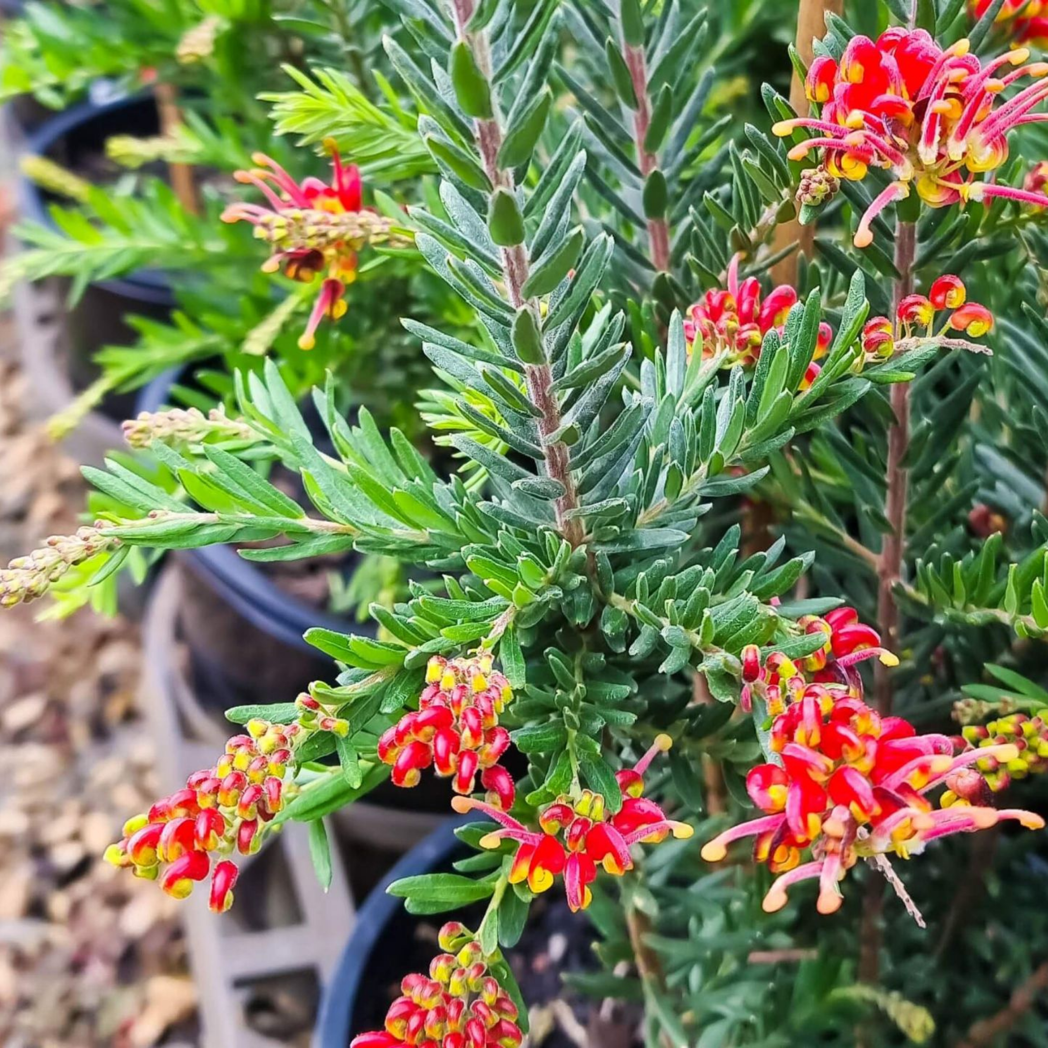Grevillea 'Fireworks' - Grevillea hybrida Fireworks