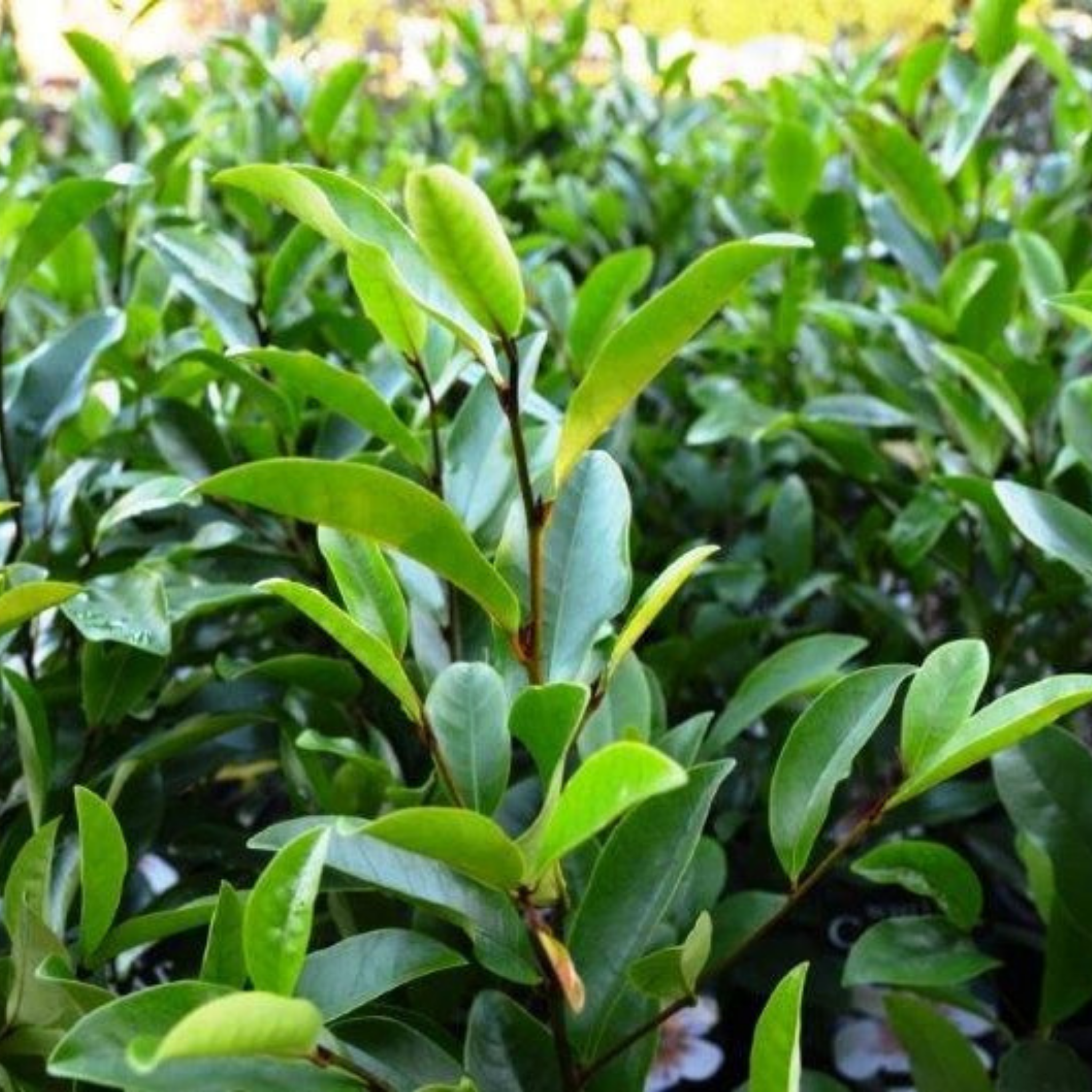 Magnolia White Caviar - Magnolia yunnanensis figo White Caviar