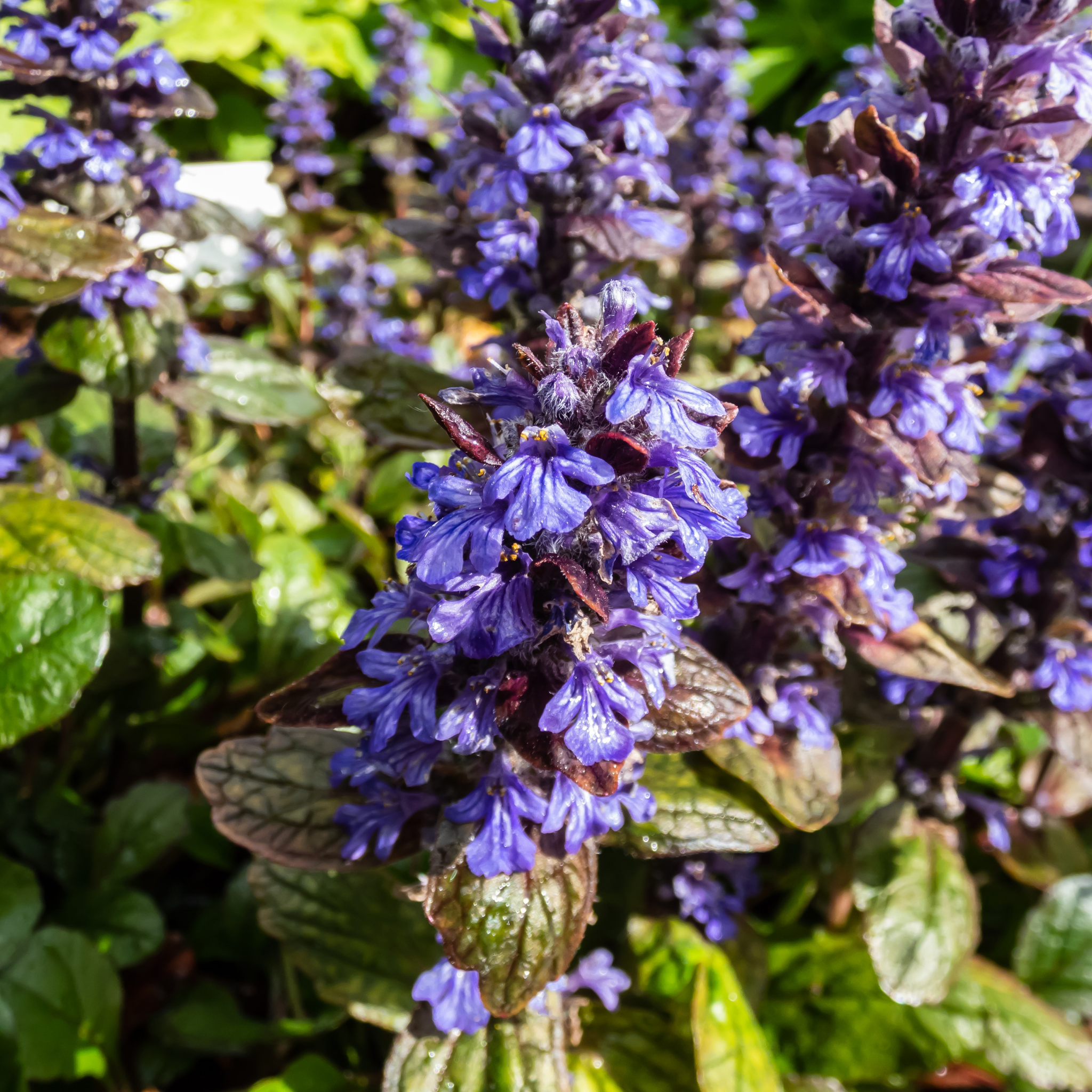 Hardy Blue Bugle (Bugleweed) - Ajuga reptans Tuff And Tidy