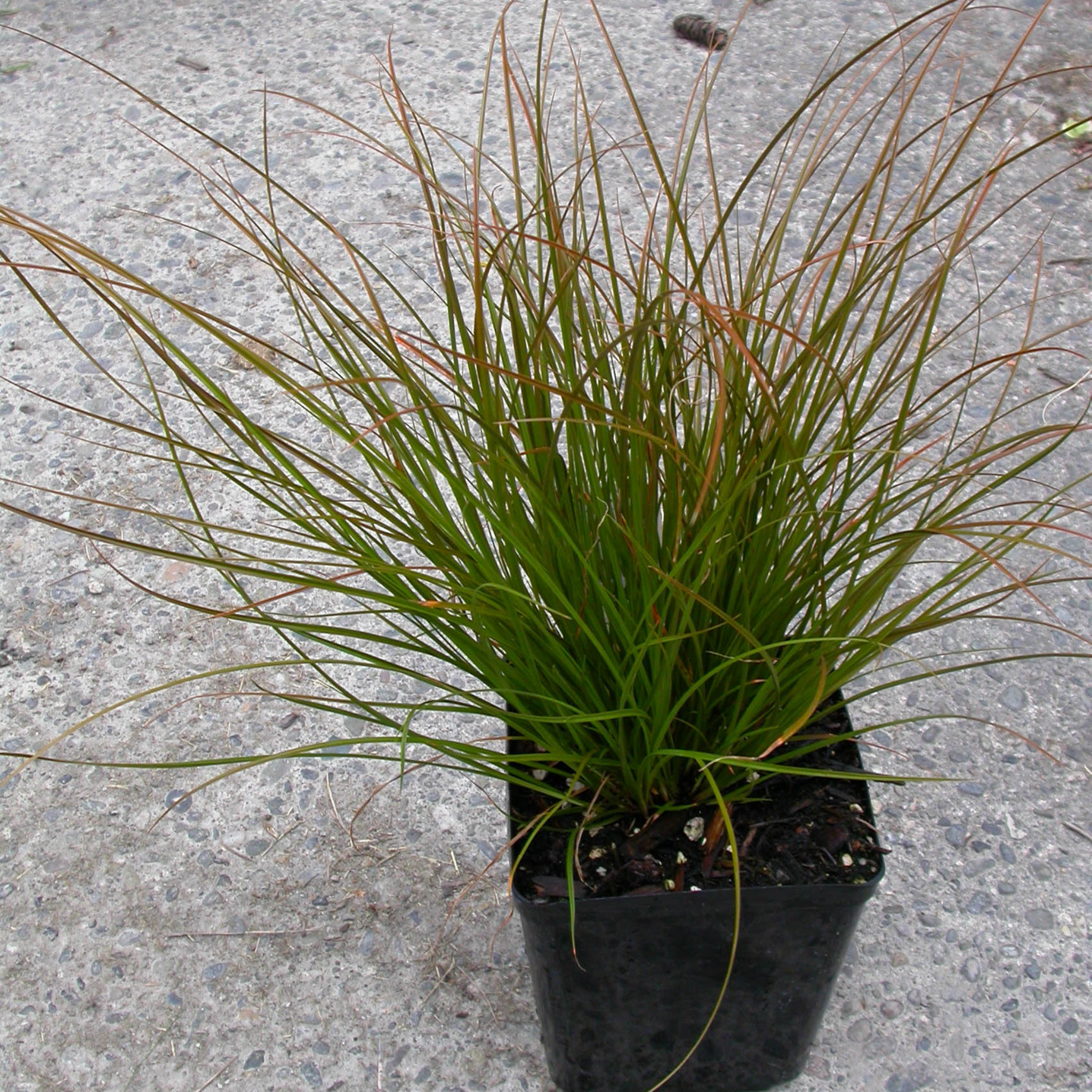 Potted plant with long green leaves on a concrete surface
