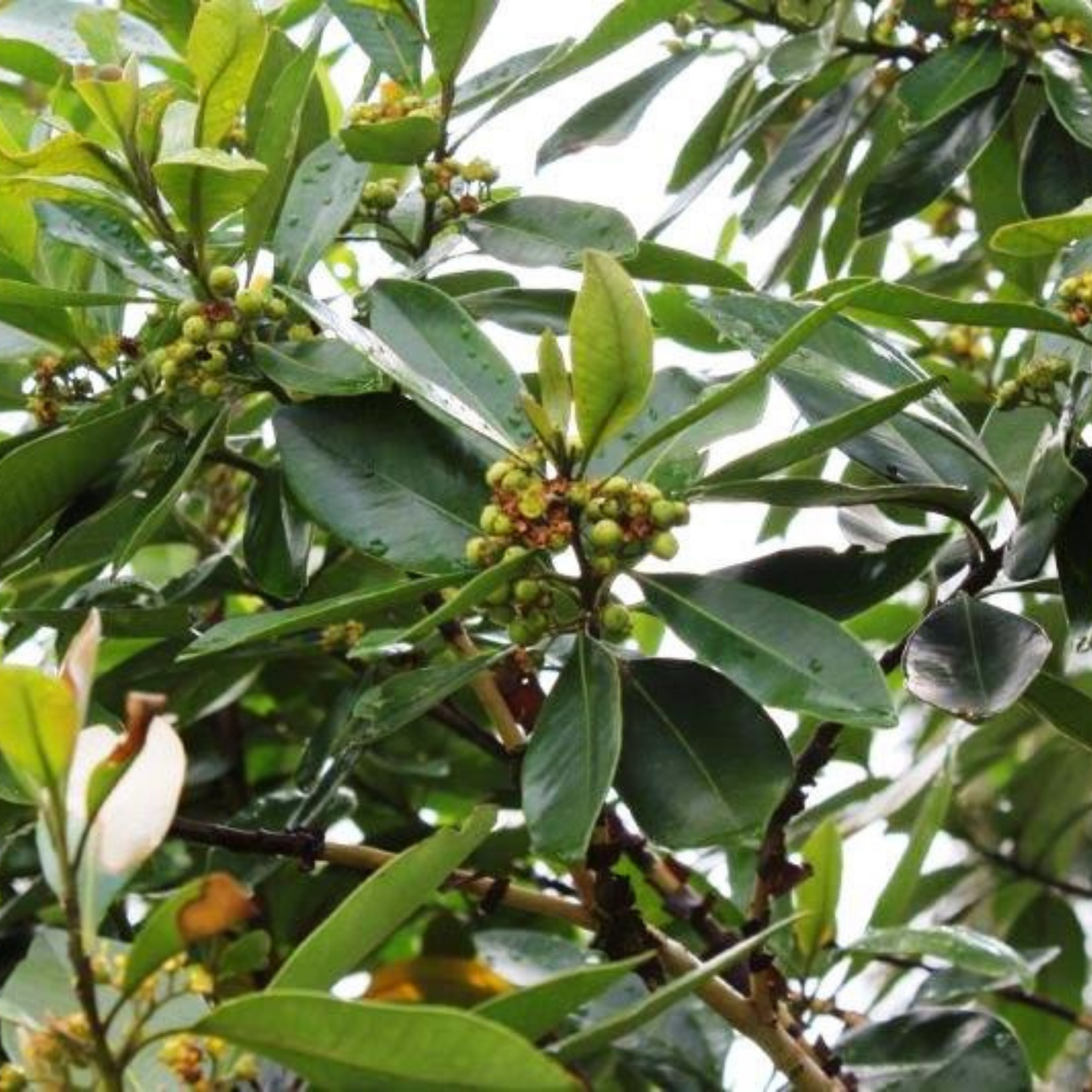 Close-up of green leaves and small fruits on a tree