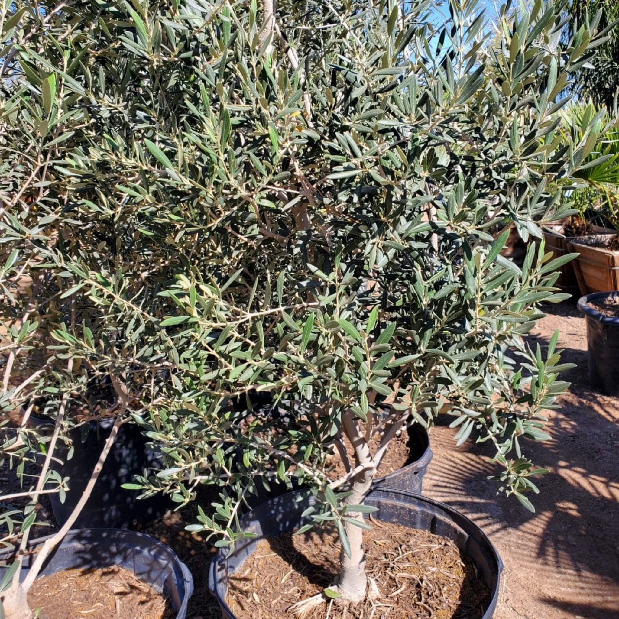 Manzanillo Olive Tree - Olea europaea Manzanillo