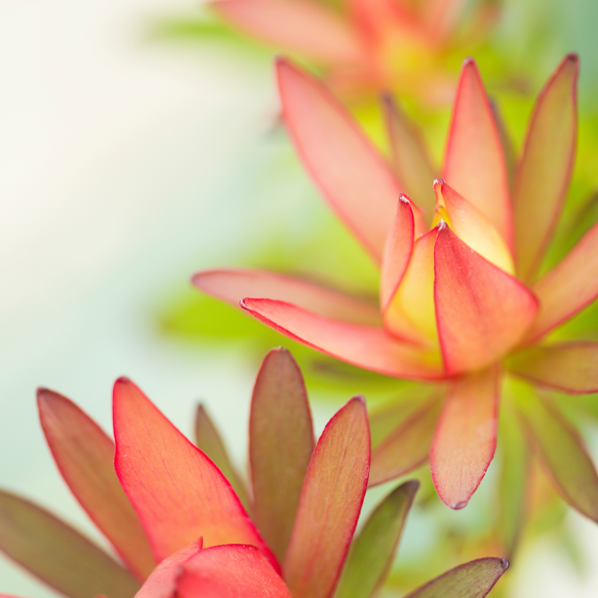 Conebush Fireglow - Leucadendron salignum Fireglow