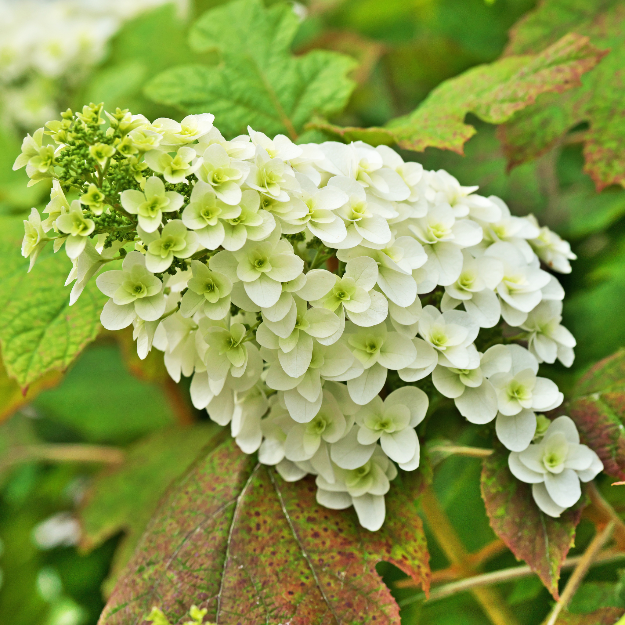 Oakleaf Hydrangea - Hydrangea quercifolia 'Snow Queen'