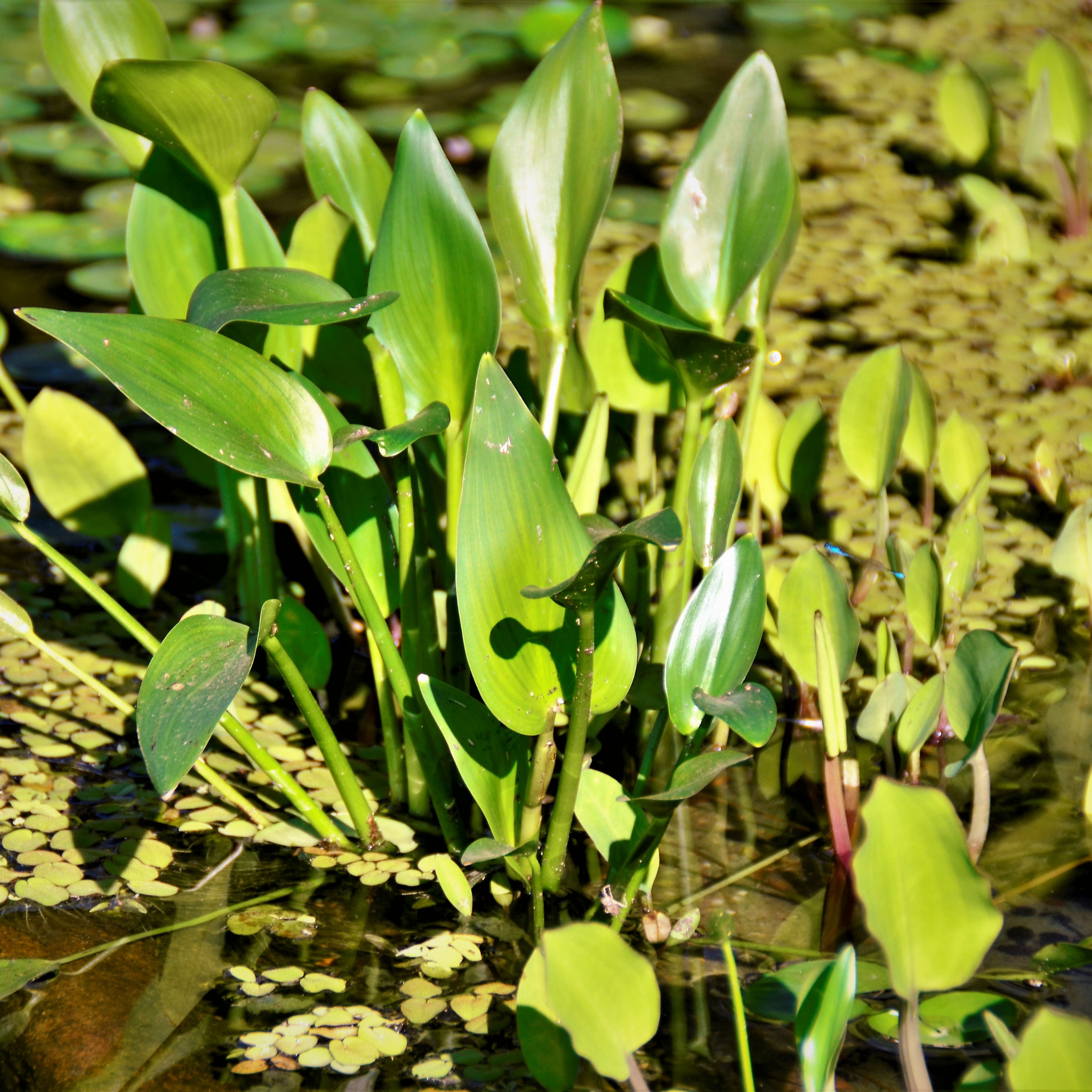 White Pickerel Weed - Pontederia cordata Alba