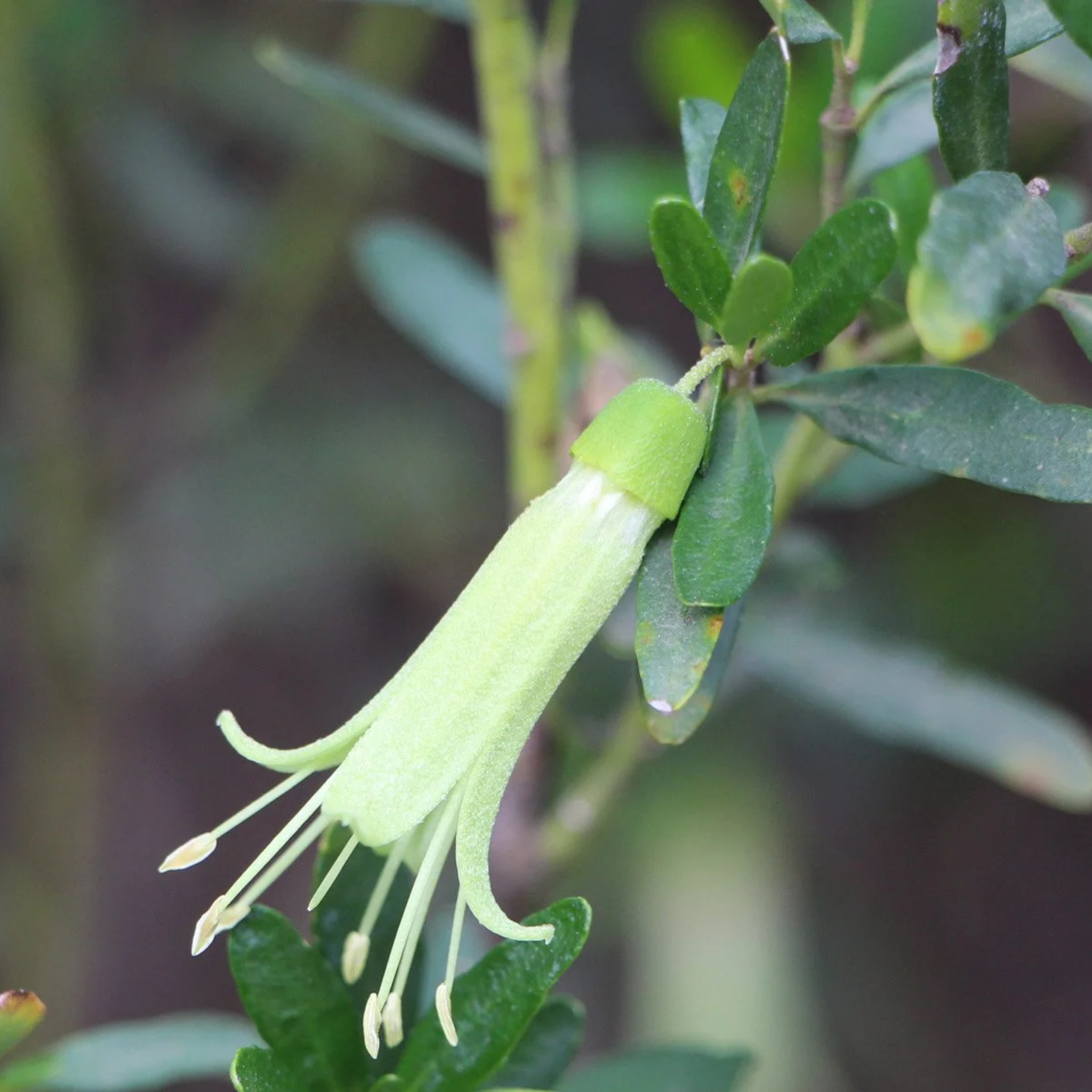 Rock Correa Coliban River - Correa glabra 'Coliban River'