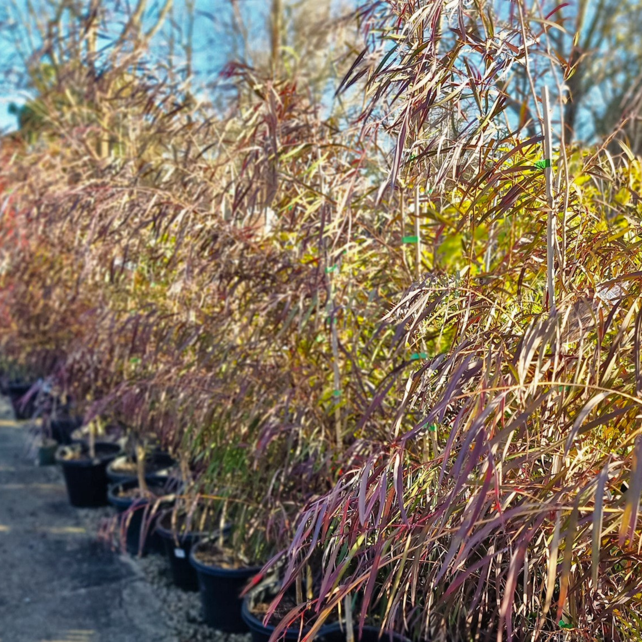 Row of potted plants with purple foliage on a sunny day.