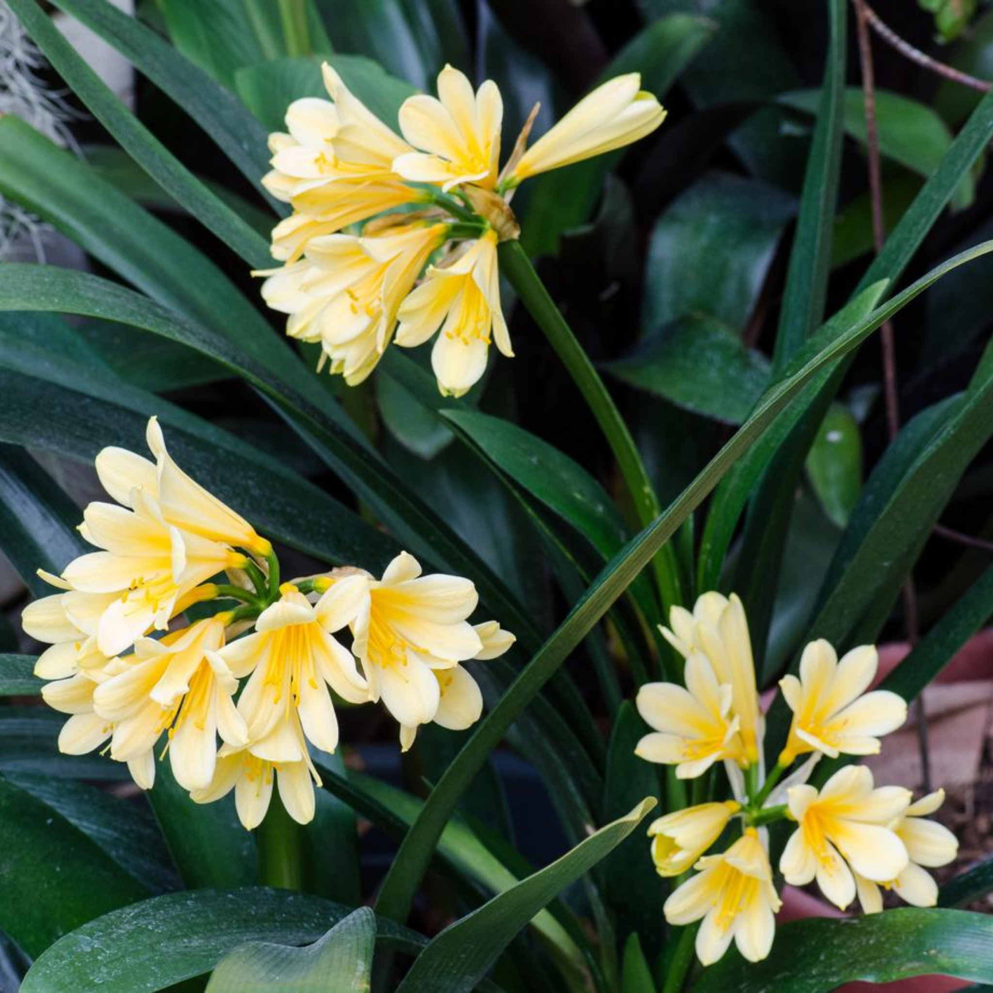 Yellow flowers with green leaves in a natural setting