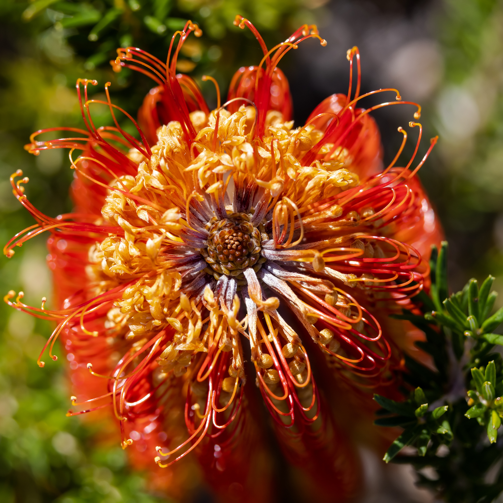 Close-up of a vibrant orange and yellow flower with a blurred green background