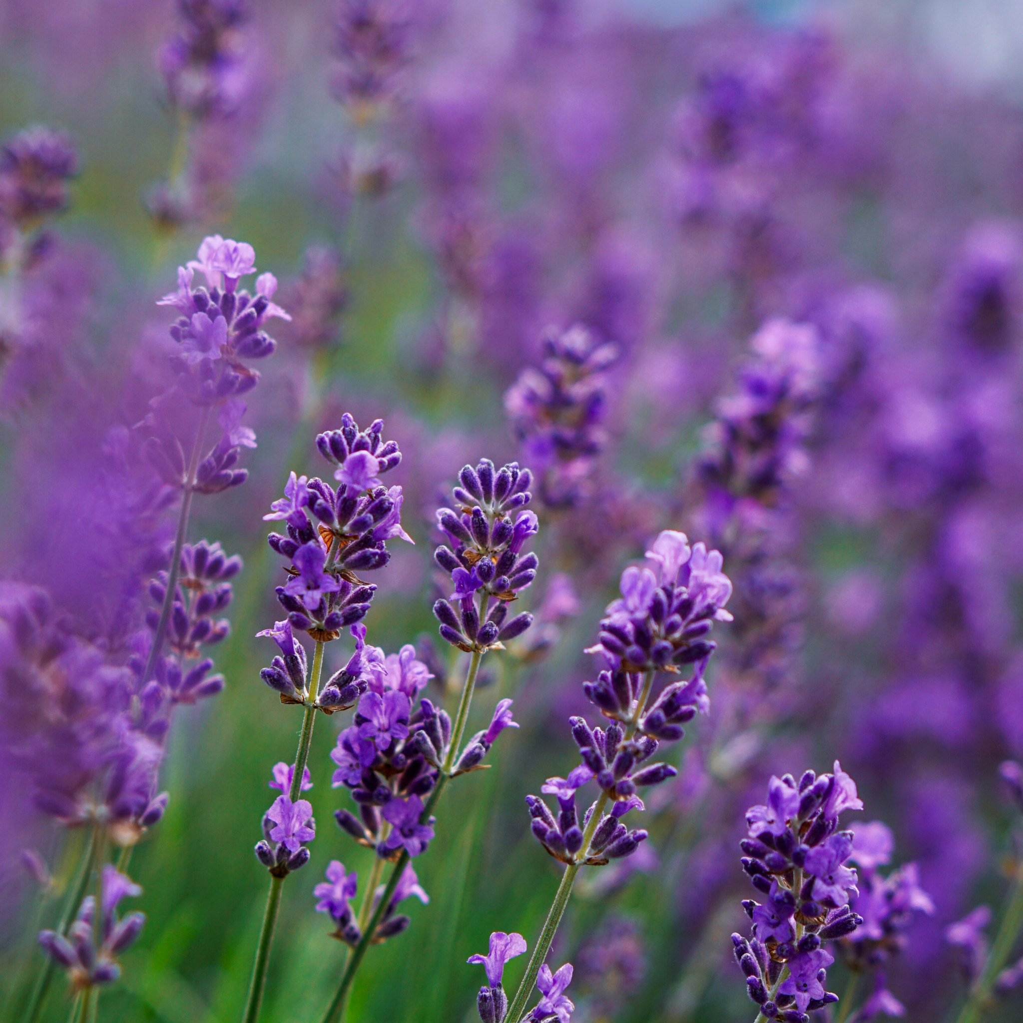 Compact English Lavender - Lavandula angustifolia Hidcote