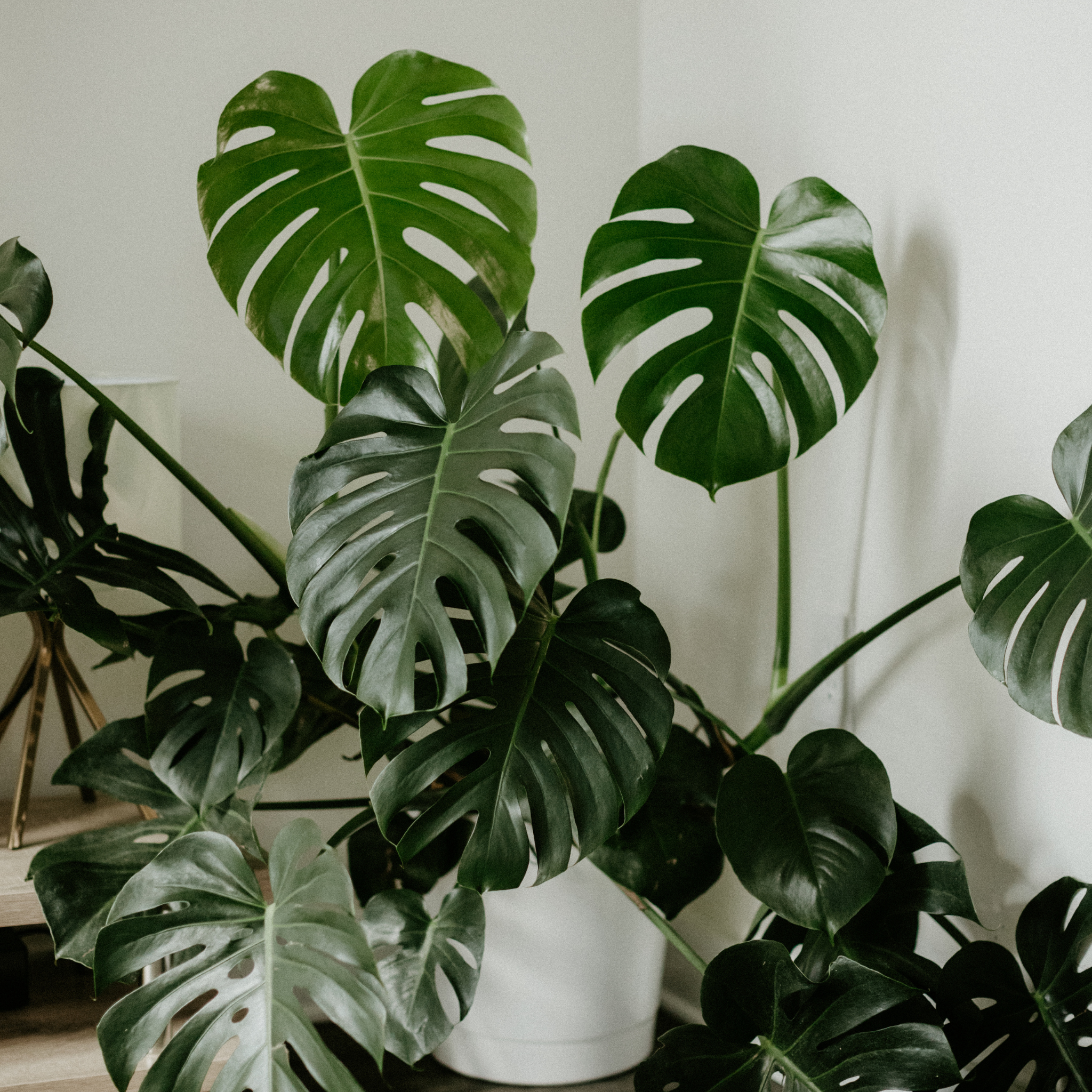Swiss Cheese Plant - Monstera deliciosa