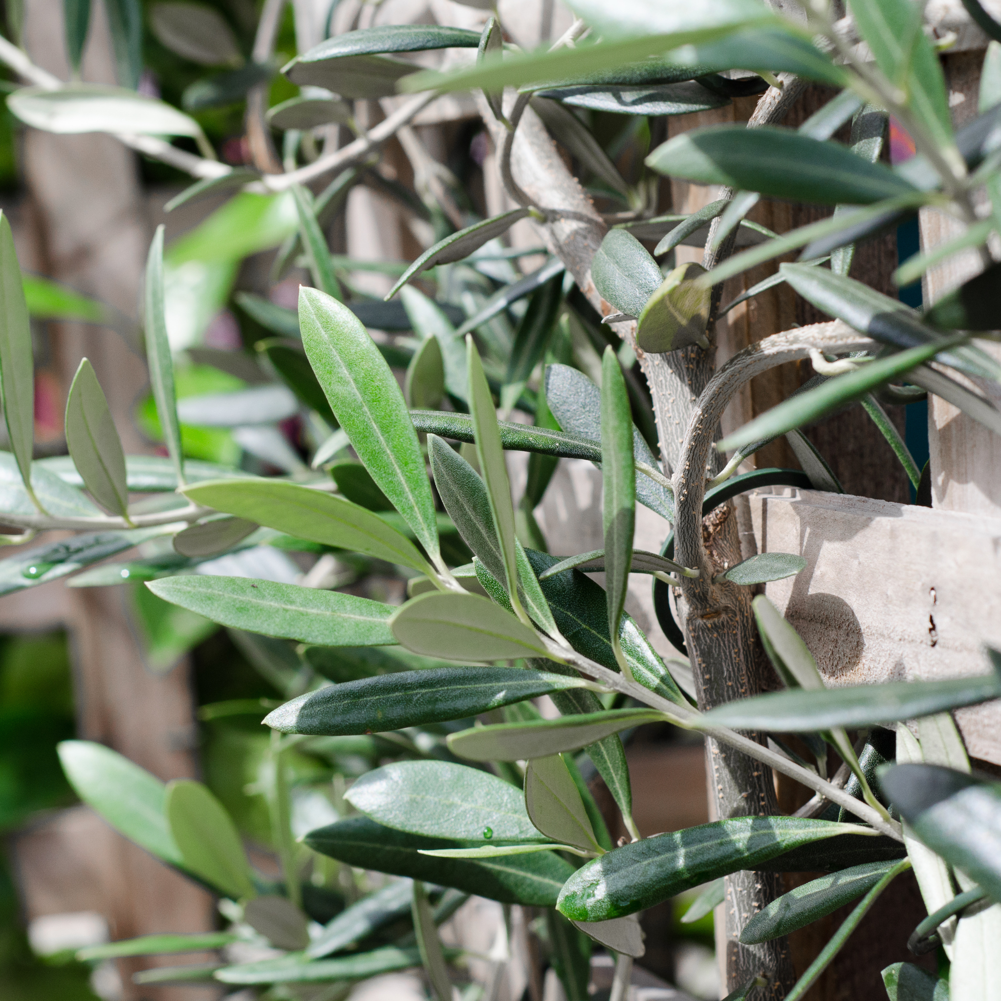 Dwarf Olive Tress - Olea europaea Bambalina