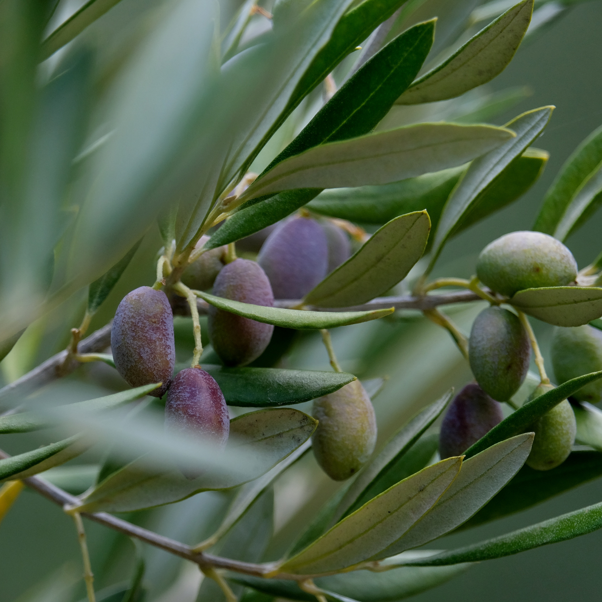 Common Olive Tree - Olea europaea