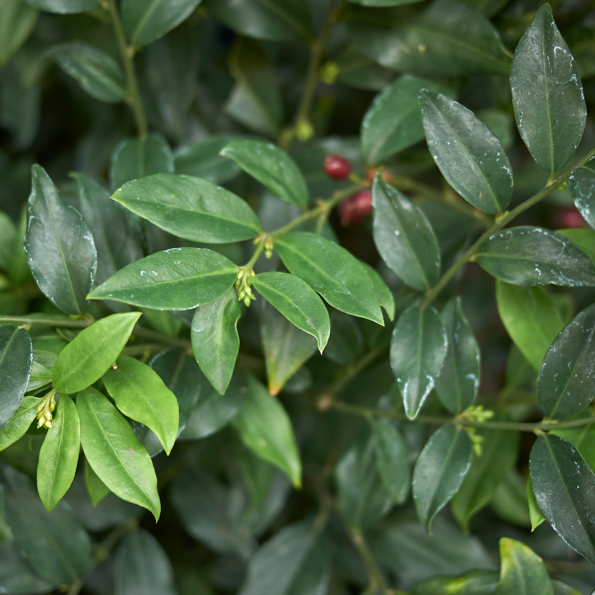 Sweetbox - Sarcococca confusa