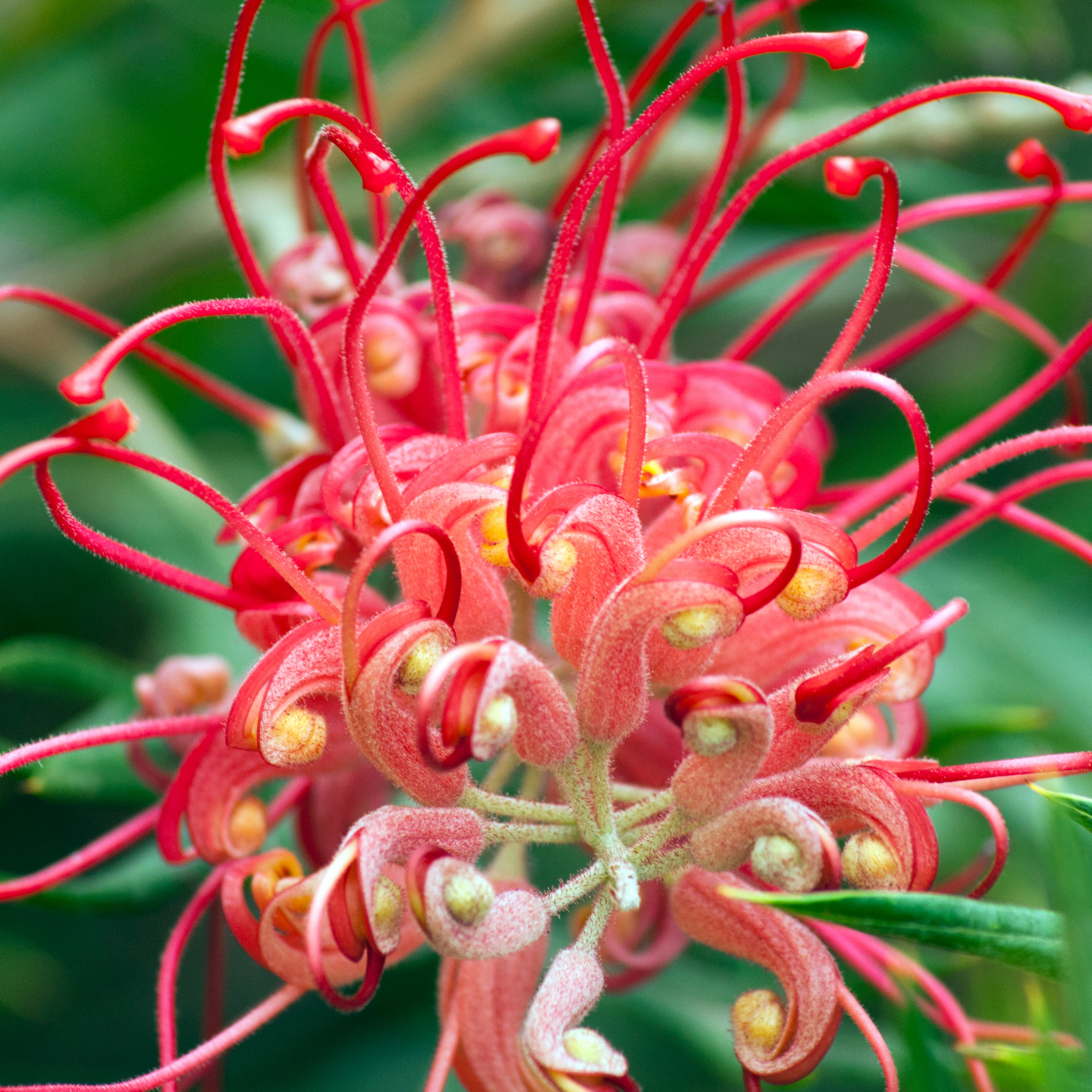 Grevillea 'Ned Kelly' - Grevillea banksii bipinnatifid Ned Kelly