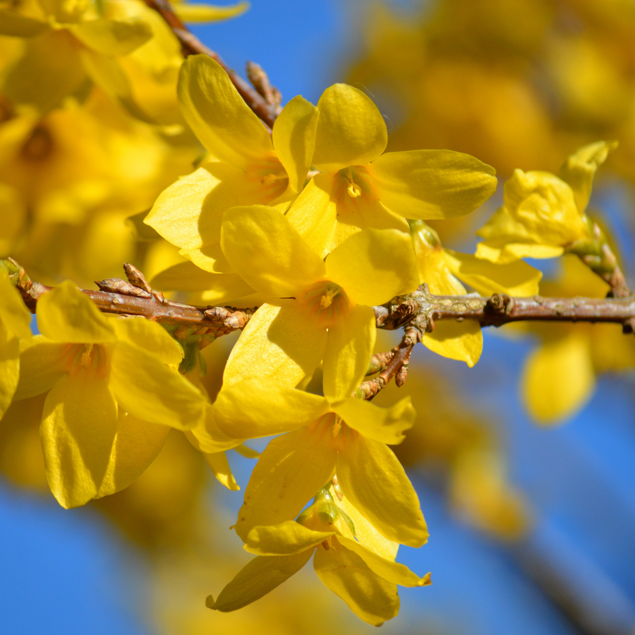 Border Forsythia - Forsythia intermedia Beatrix Farrand