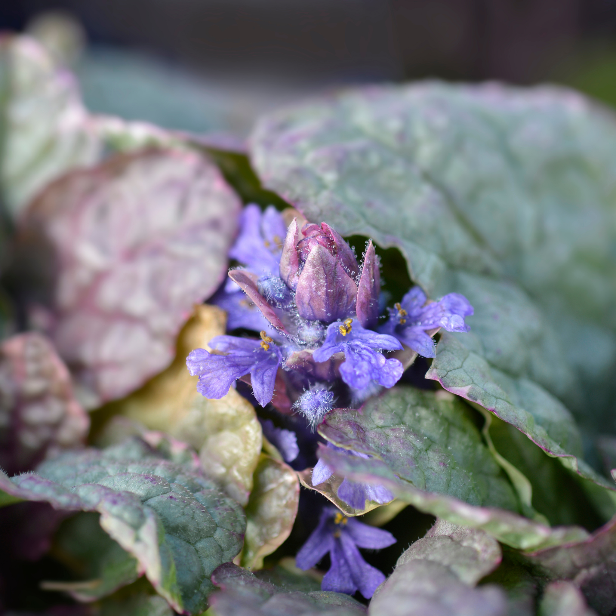 Ajuga Burgundy Glow - Ajuga reptans Burgundy Glow