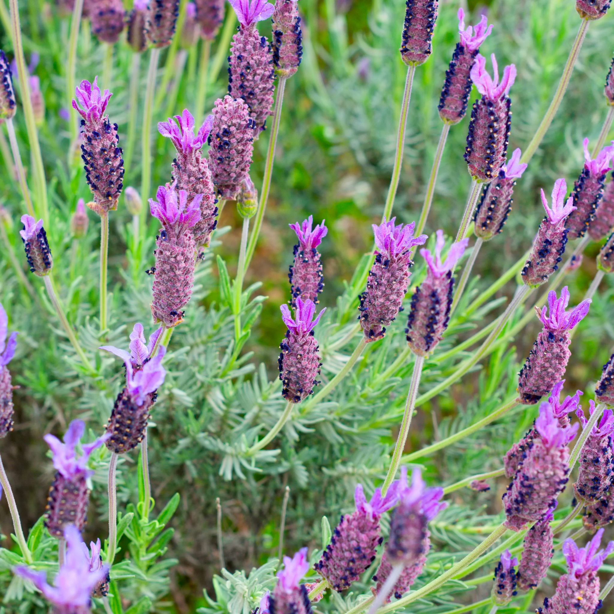 Lavandula pedunculata La Diva Papillon Big Night