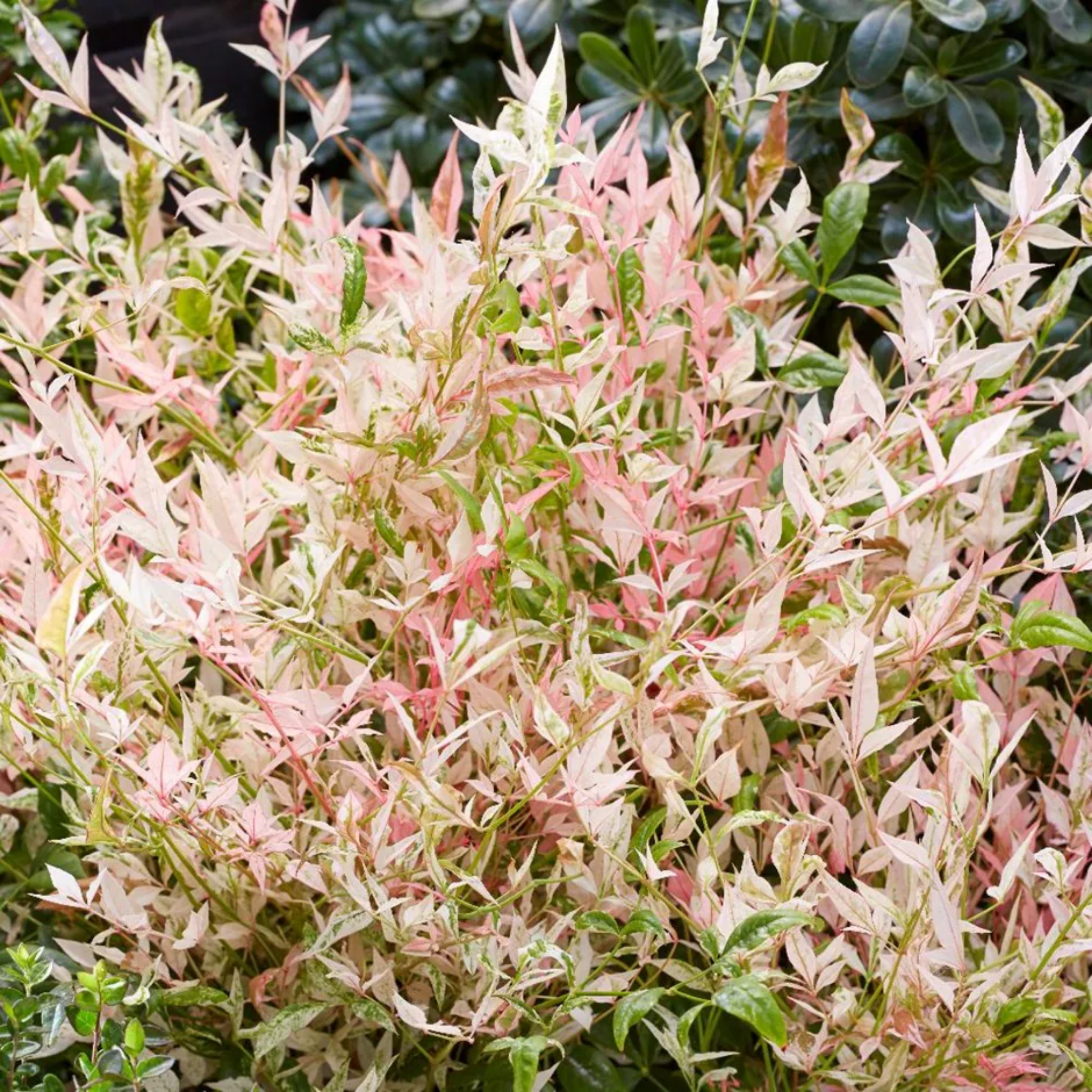 Nandina Twilight - Nandina domestica Twilight