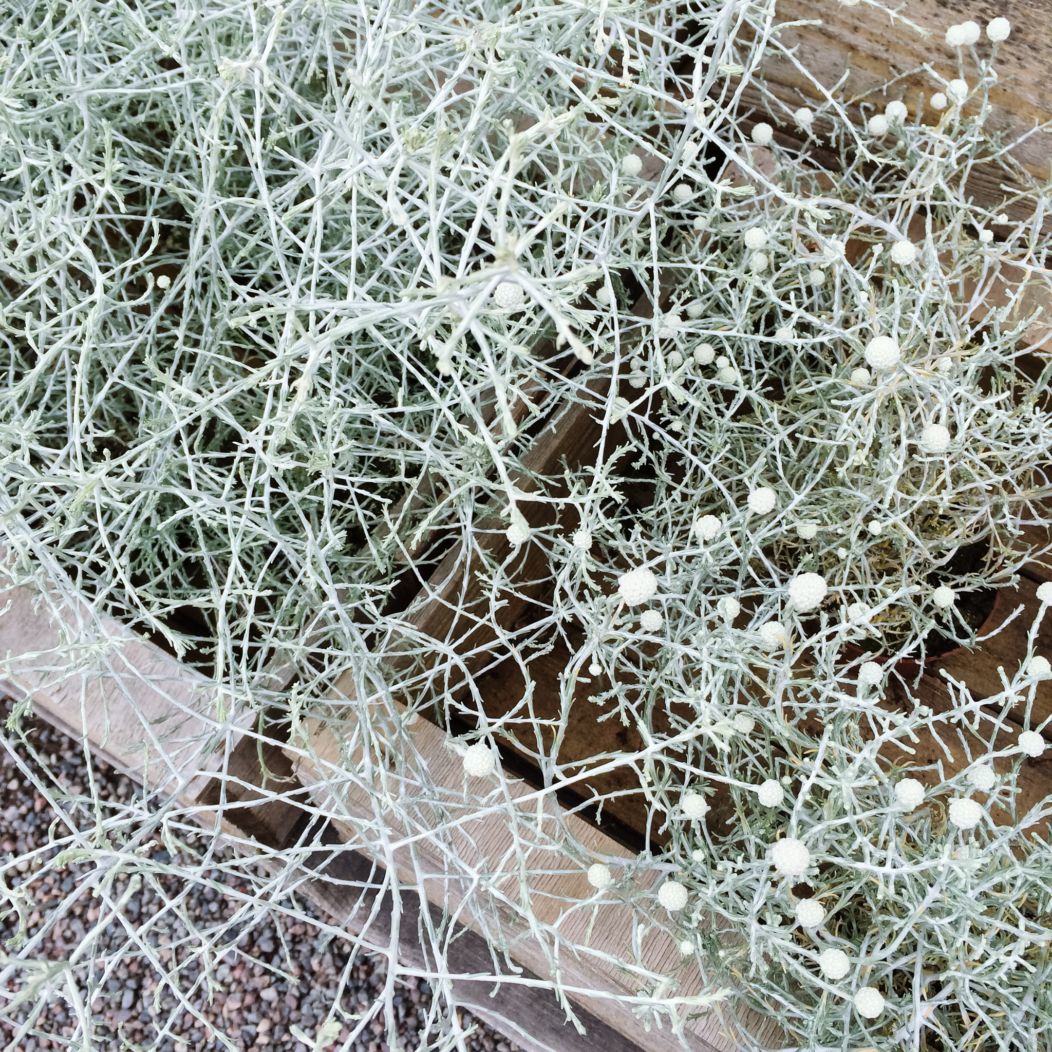 Cushion Bush - Leucophyta brownii