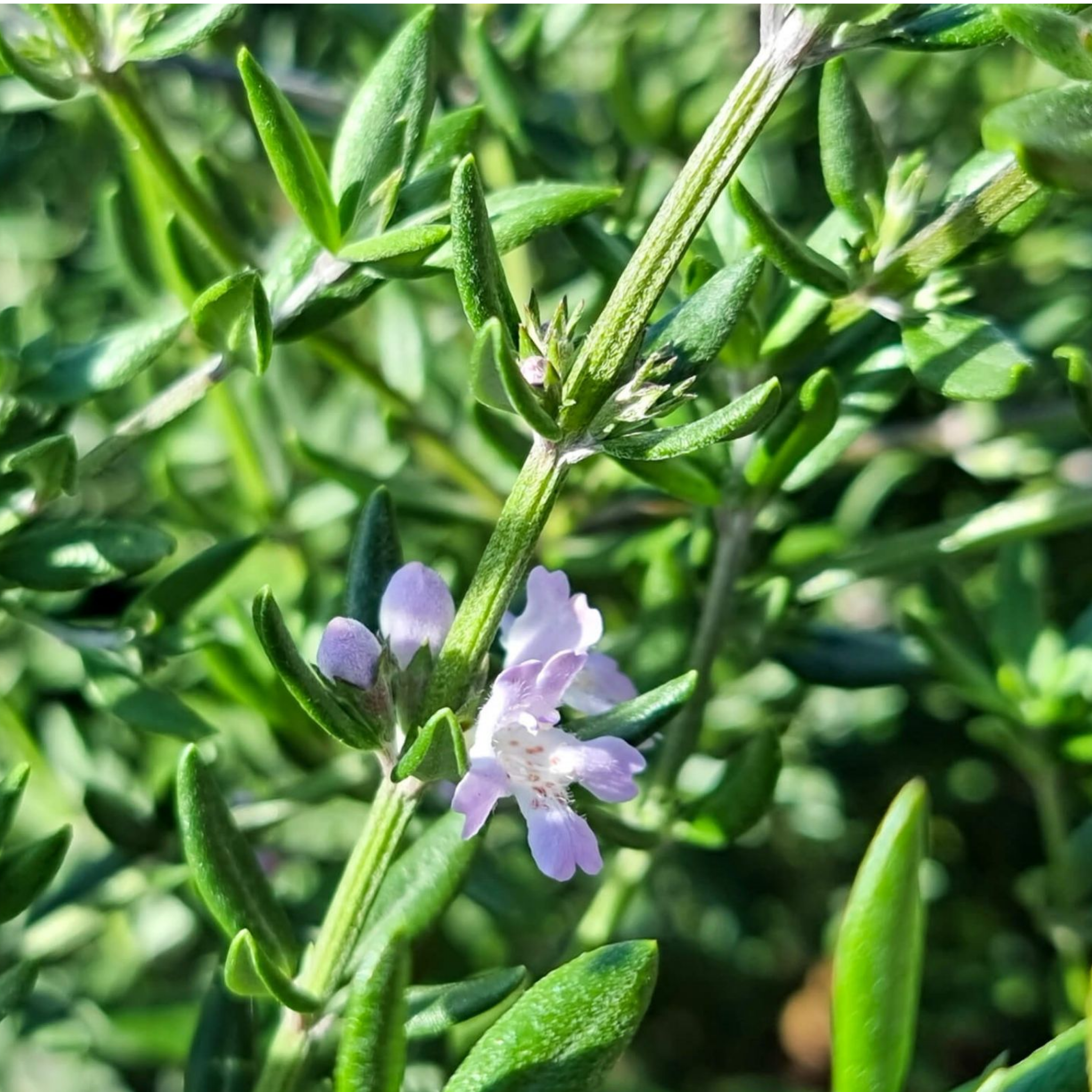 Aussie Box Native Rosemary - Westringia hybrida Aussie Box