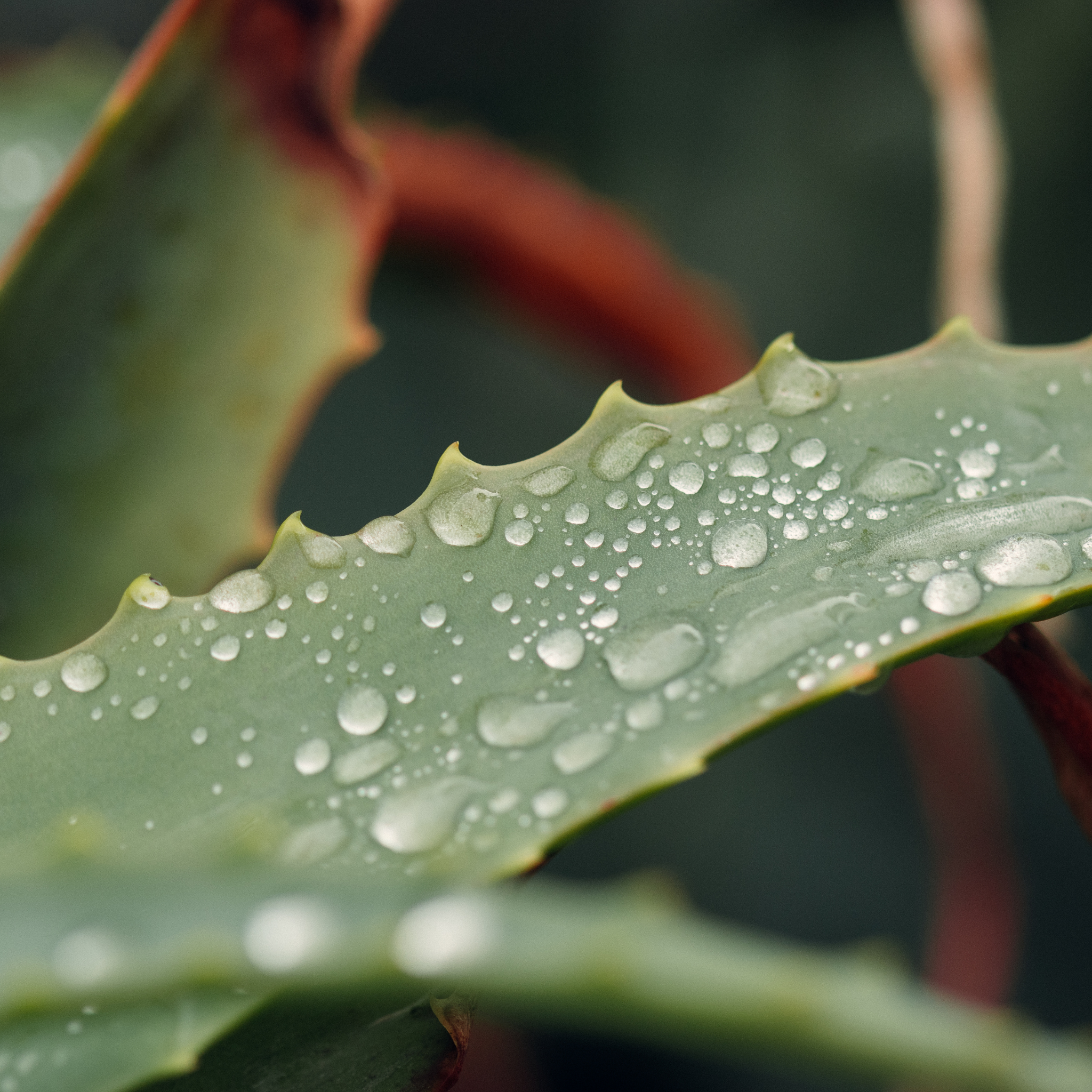 Aloe hybrida Echidna