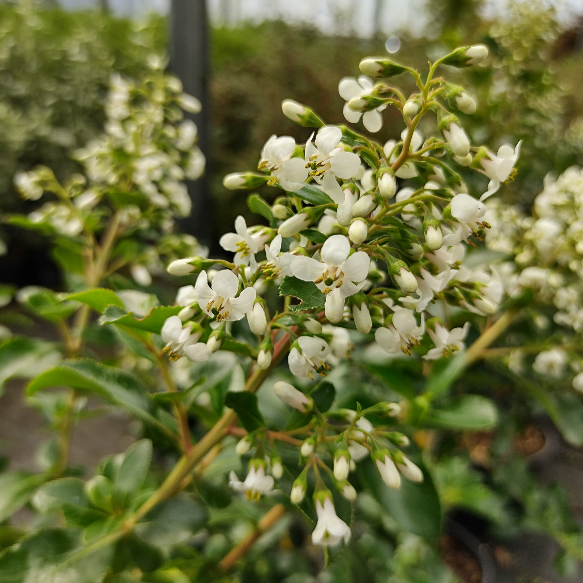 White Escallonia - Escallonia bifida exoniensis Iveyi