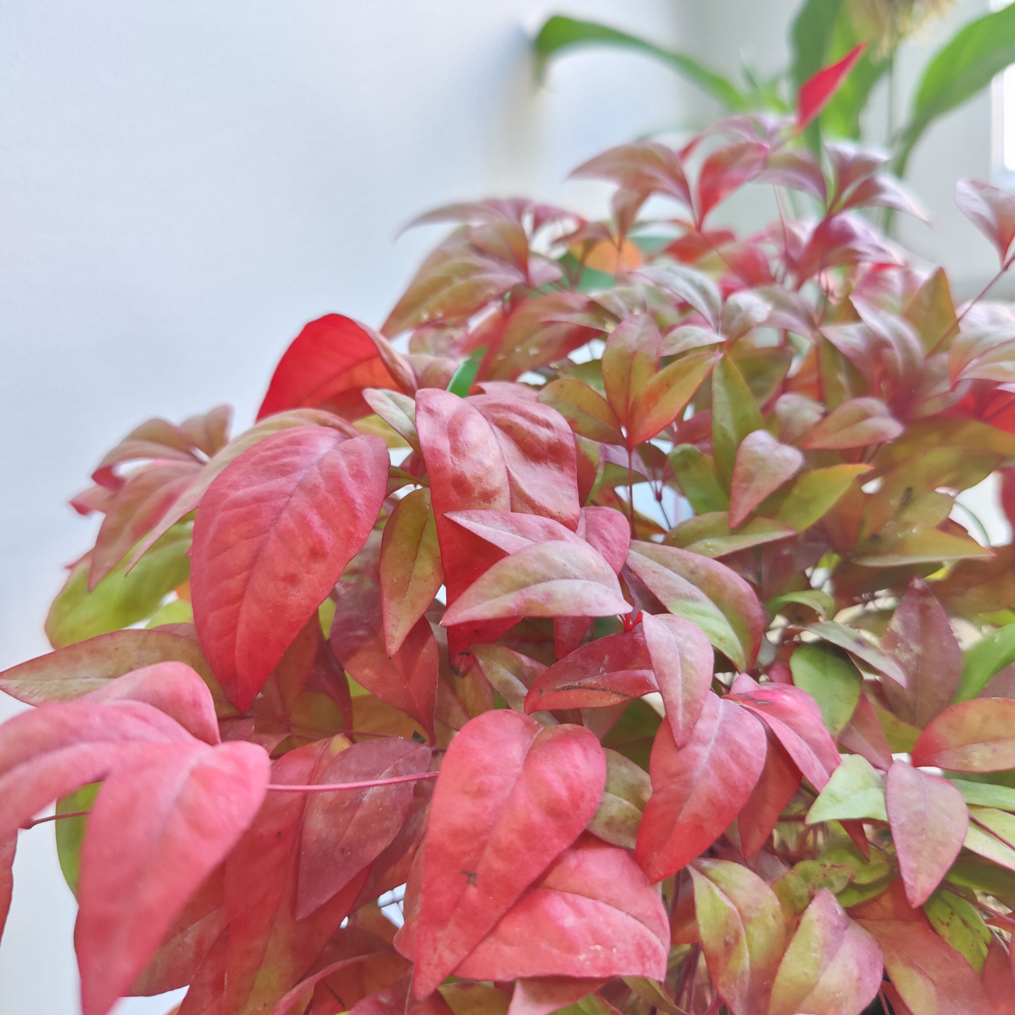 Nandina Obsession - Nandina domestica Obsession PBR