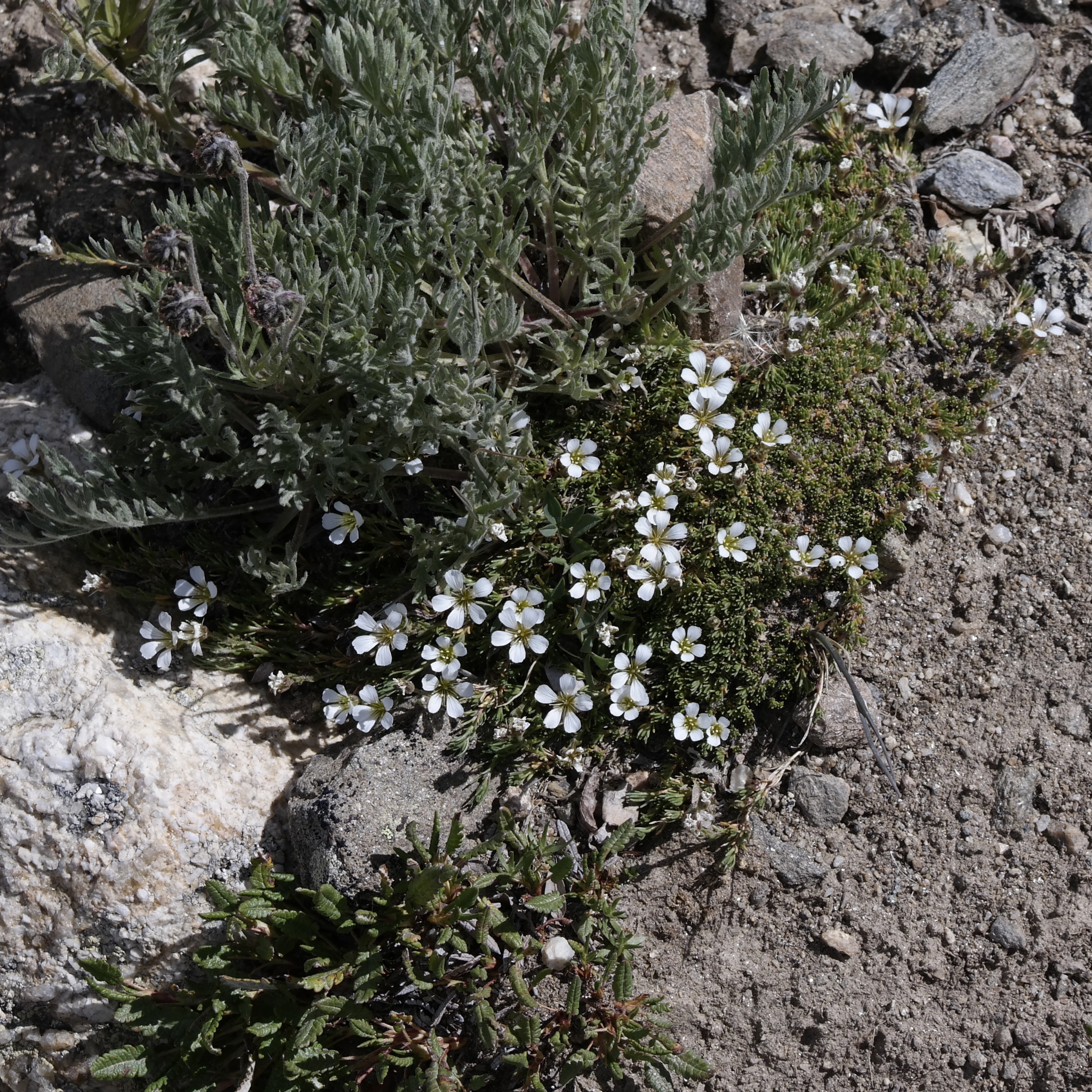 Mountain Sandwort - Arenaria montana