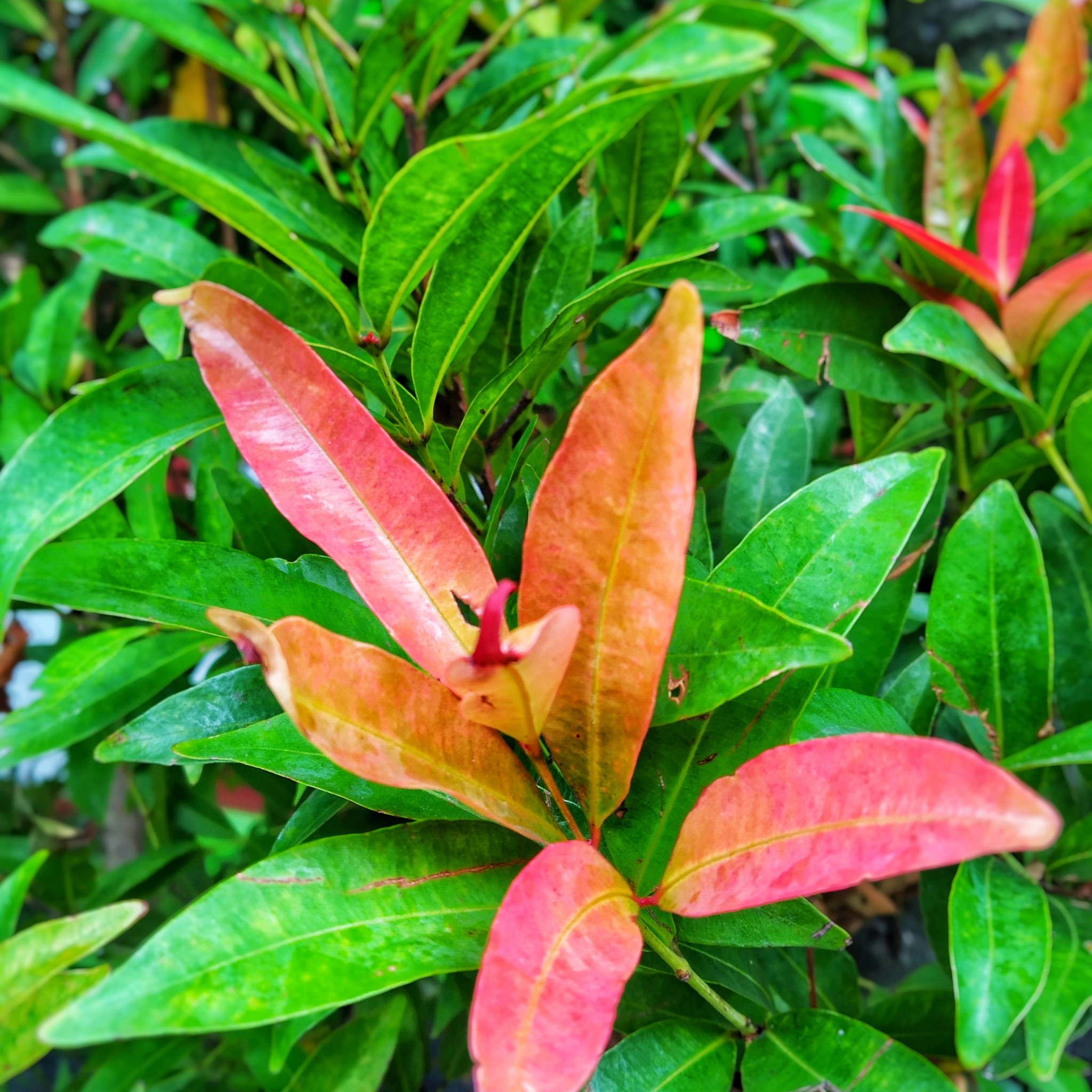 Lilly Pilly Cherry Surprise - Acmena smithii 'Cherry Surprise'