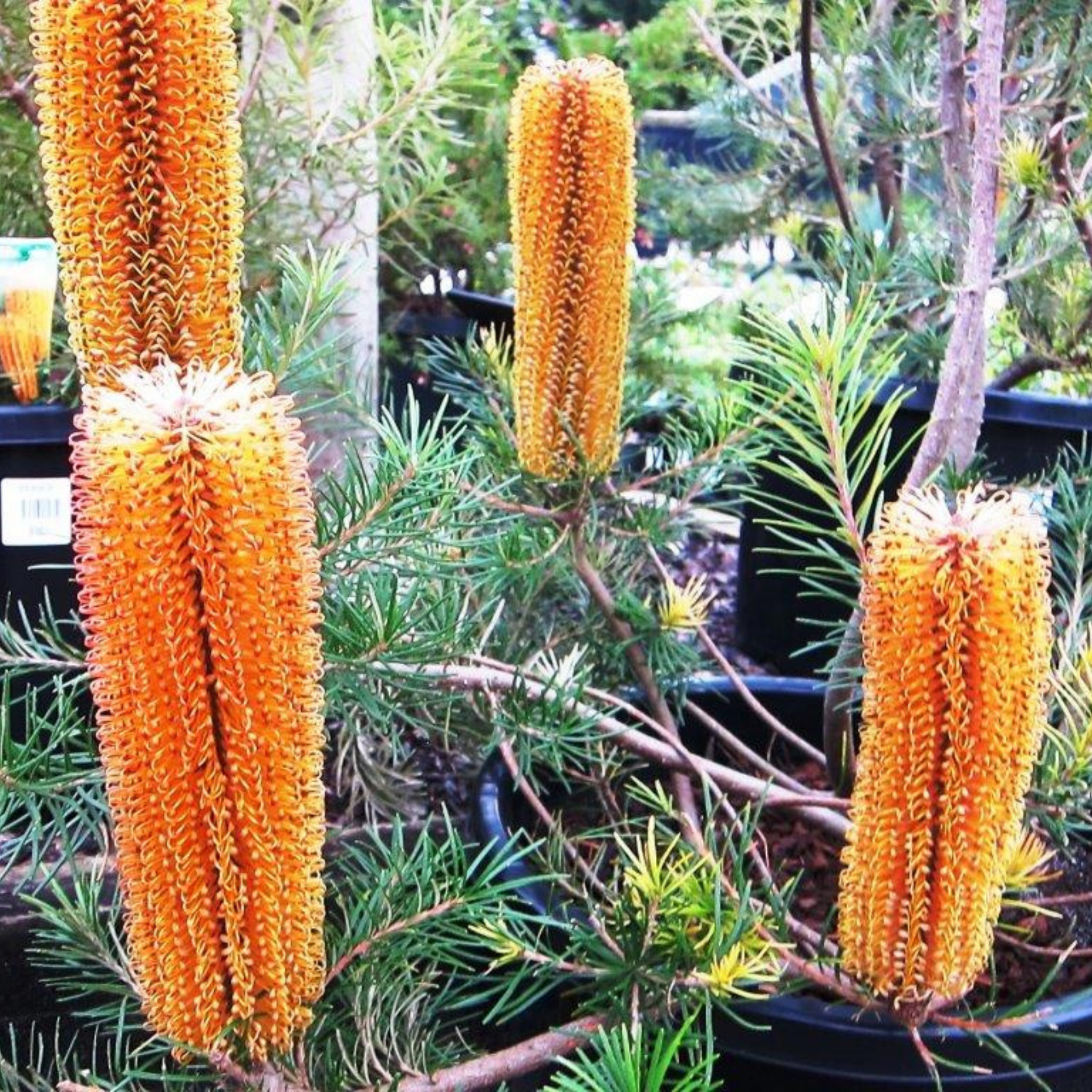 Orange bottlebrush flowers with green foliage in the background