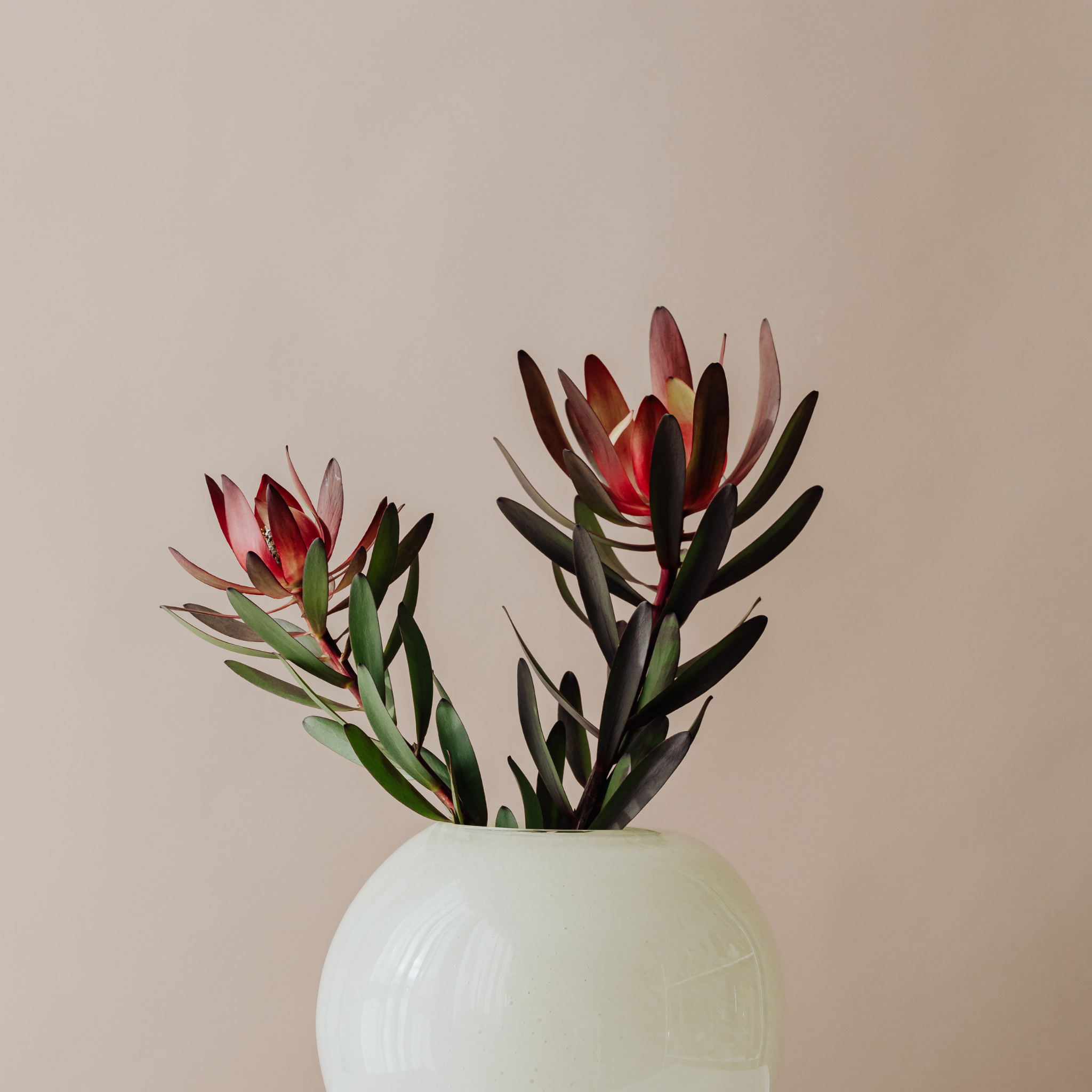 Conebush Devils Blush - Leucadendron salignum Devils Blush