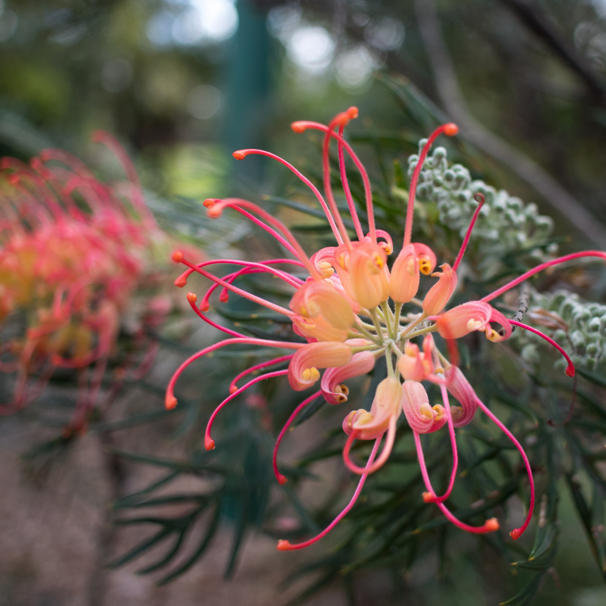 Grevillea 'Winpara Gem' - Grevillea hybrida Winpara Gem
