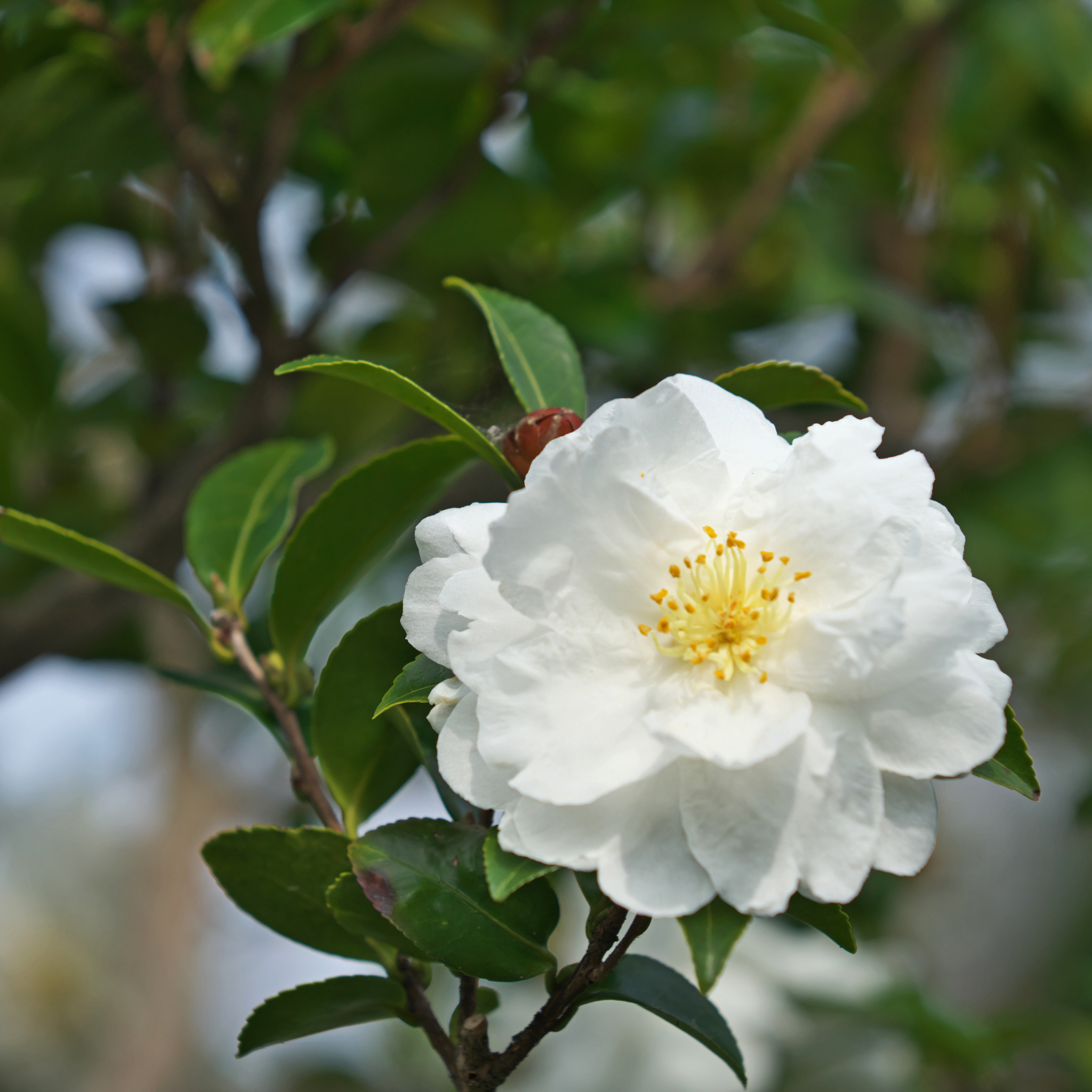 Camellia Setsugekka - Camellia sasanqua 'Setsugekka'