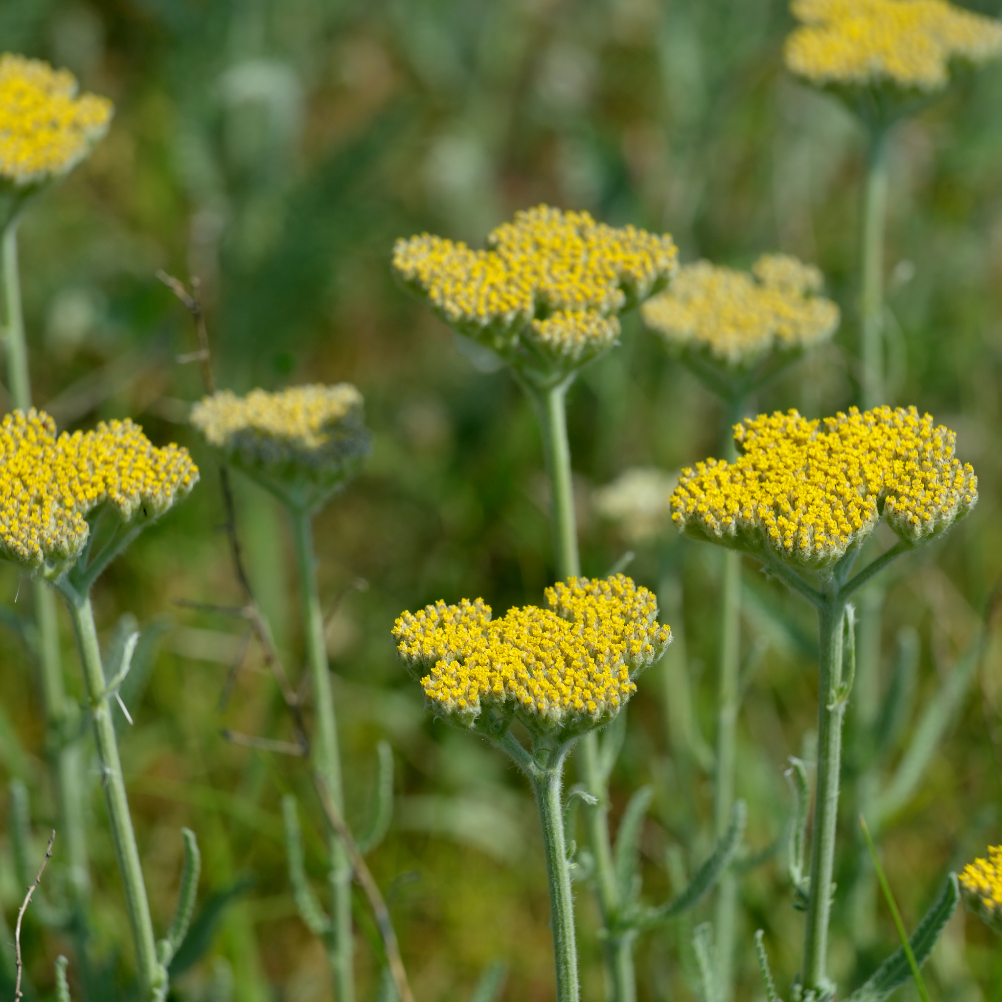 Ornamental Yarrow - Achillea clypeolata