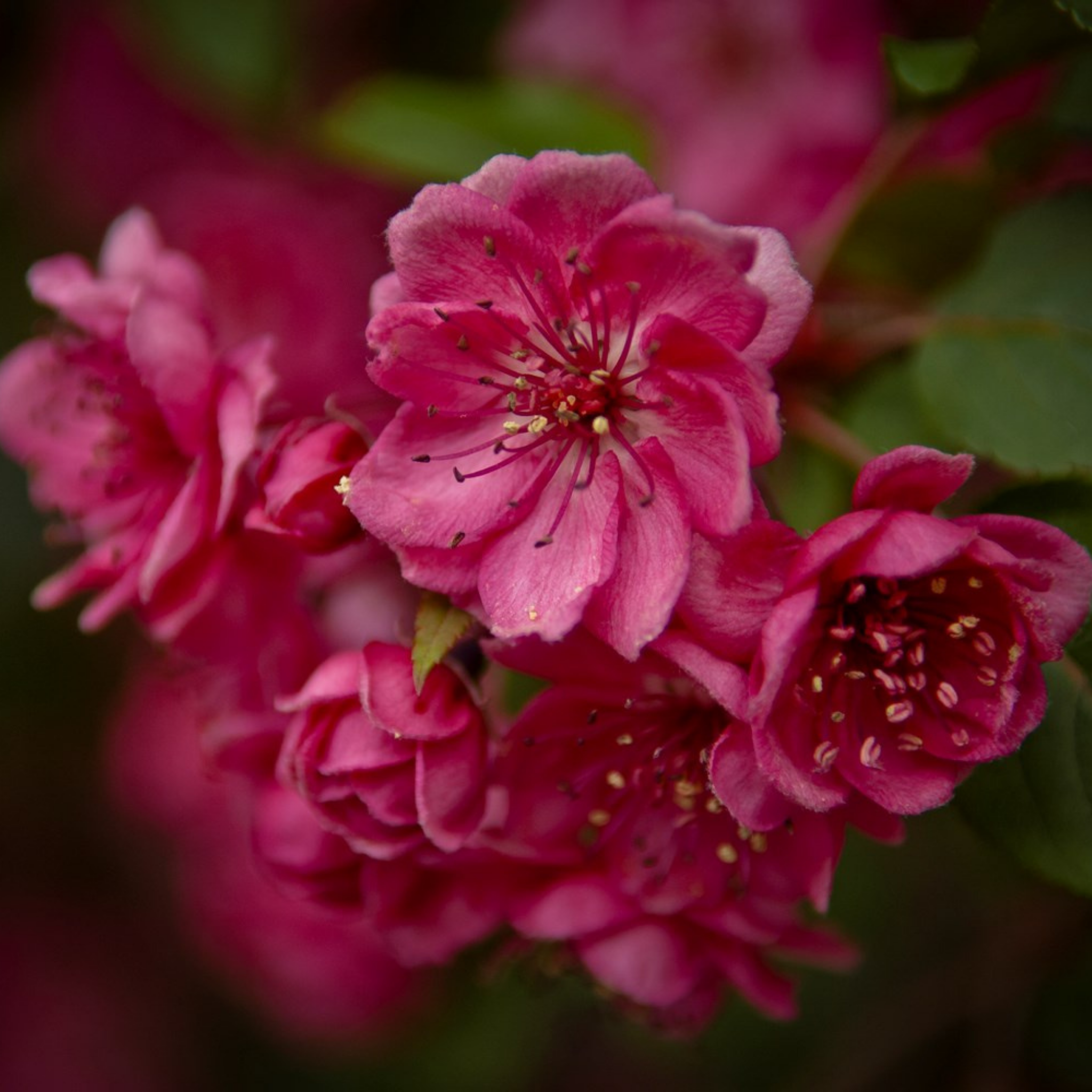 Yunnan Crabapple - Malus yunnanensis Wychwood Ruby PBR