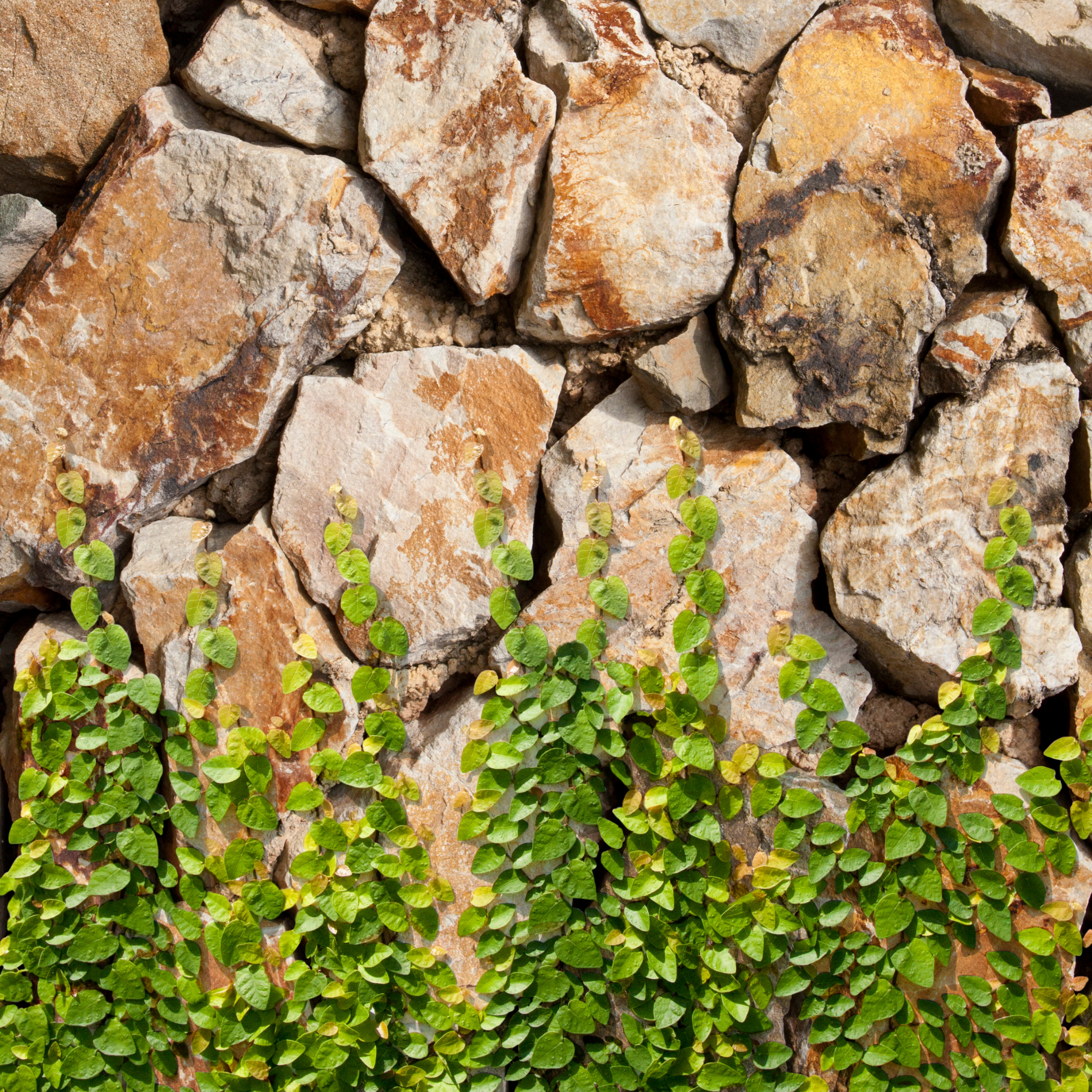 Creeping Fig - Ficus pumila