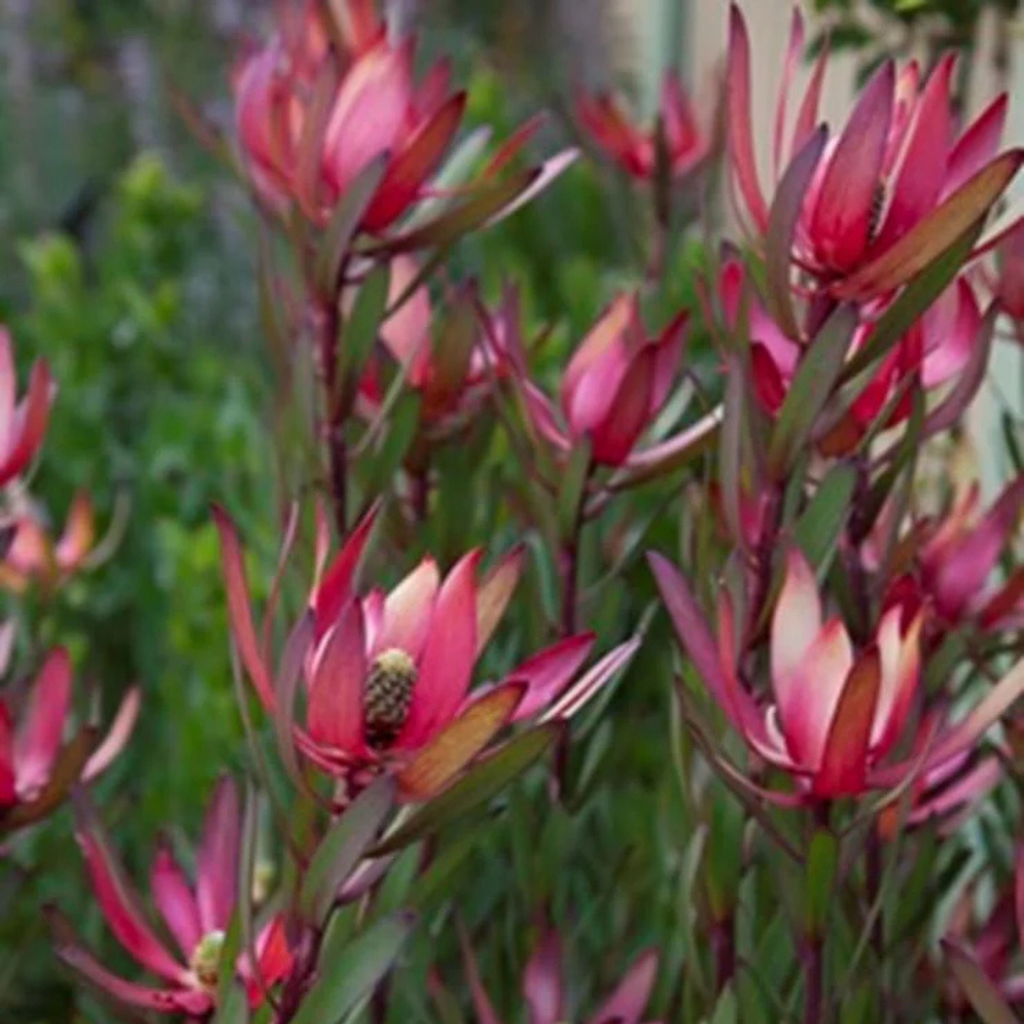 Conebush Jack Harre - Leucadendron salignum Jack Harre