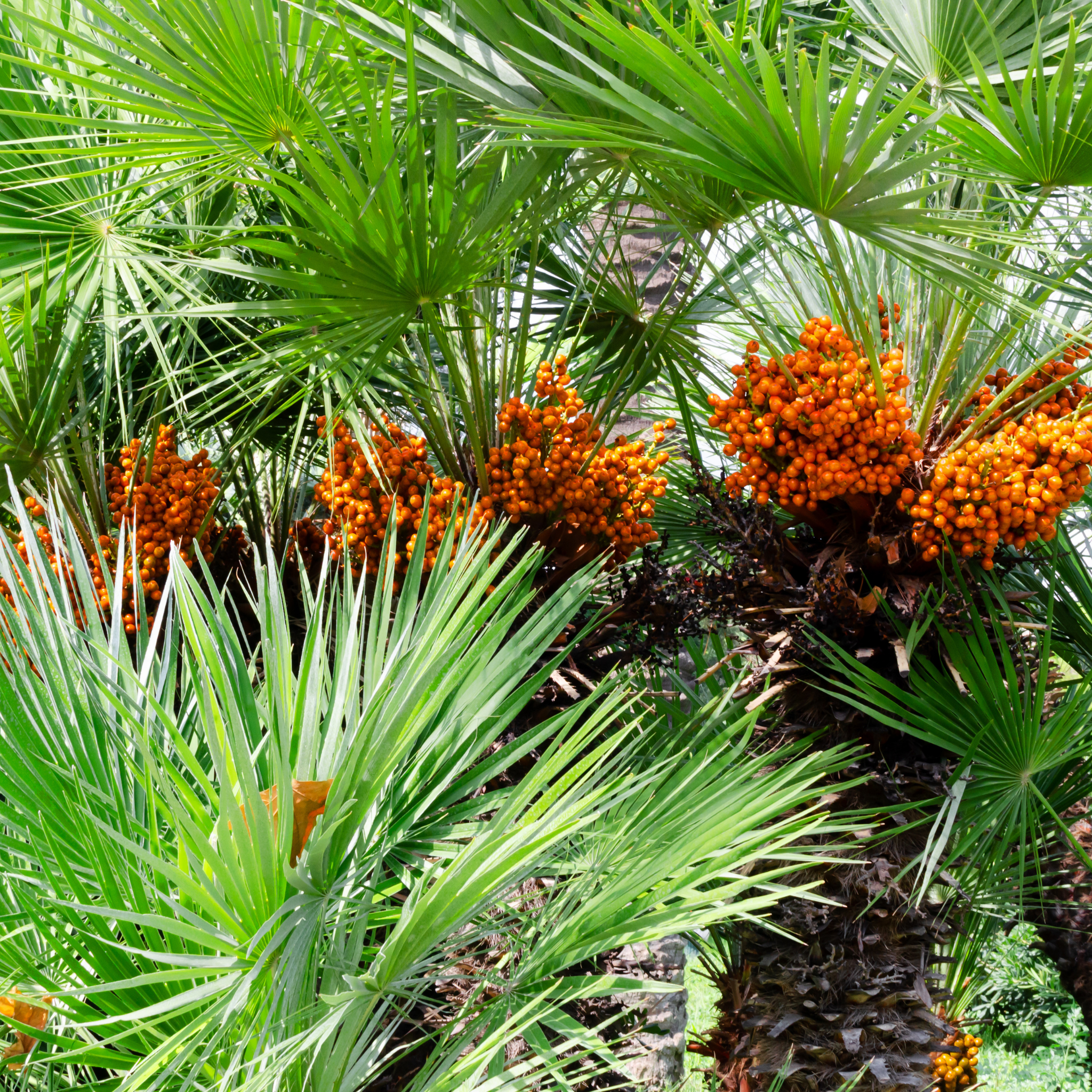Palm trees with clusters of orange fruits in a natural setting