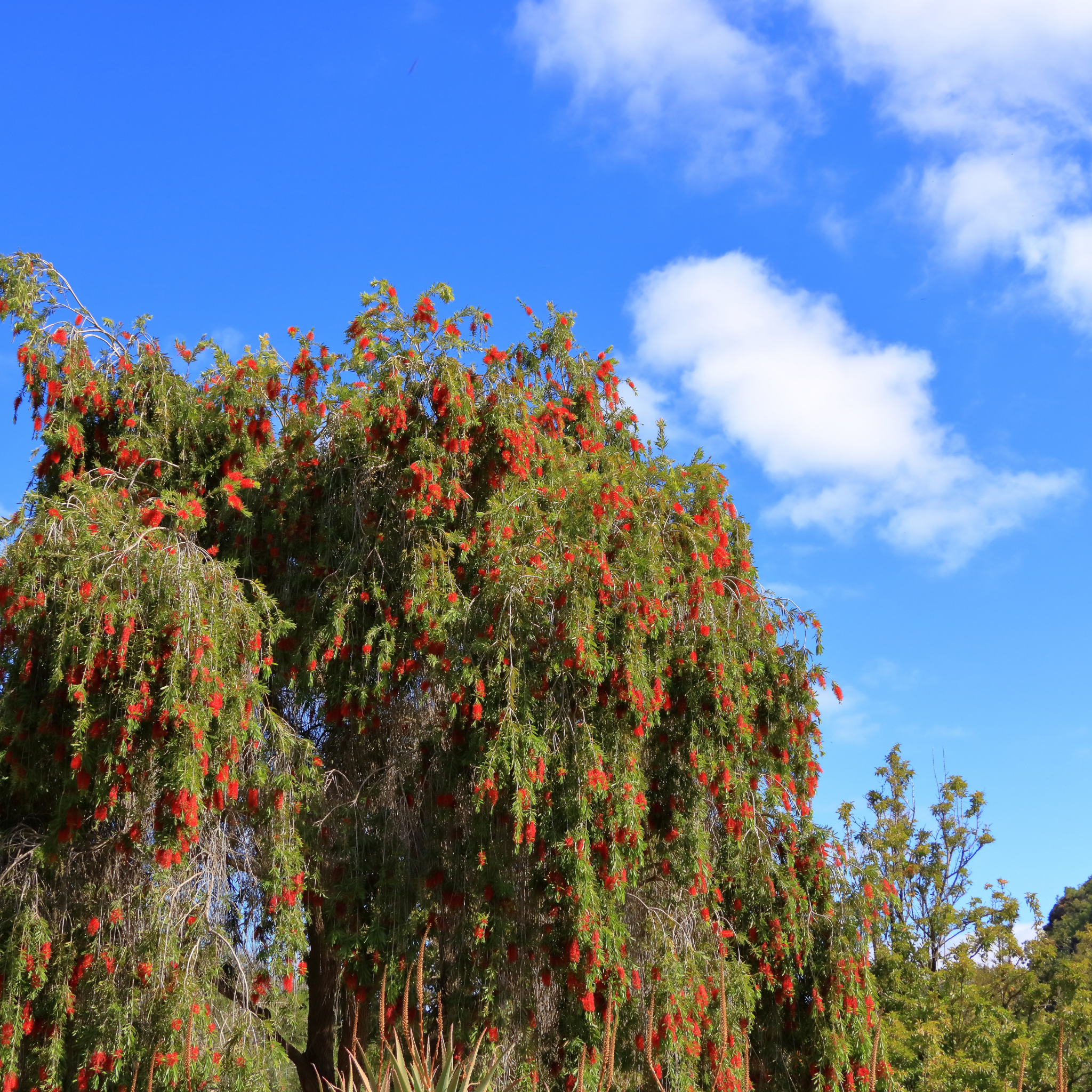 Weeping Bottlebrush - Callistemon viminalis 'Dawson River Weeper'