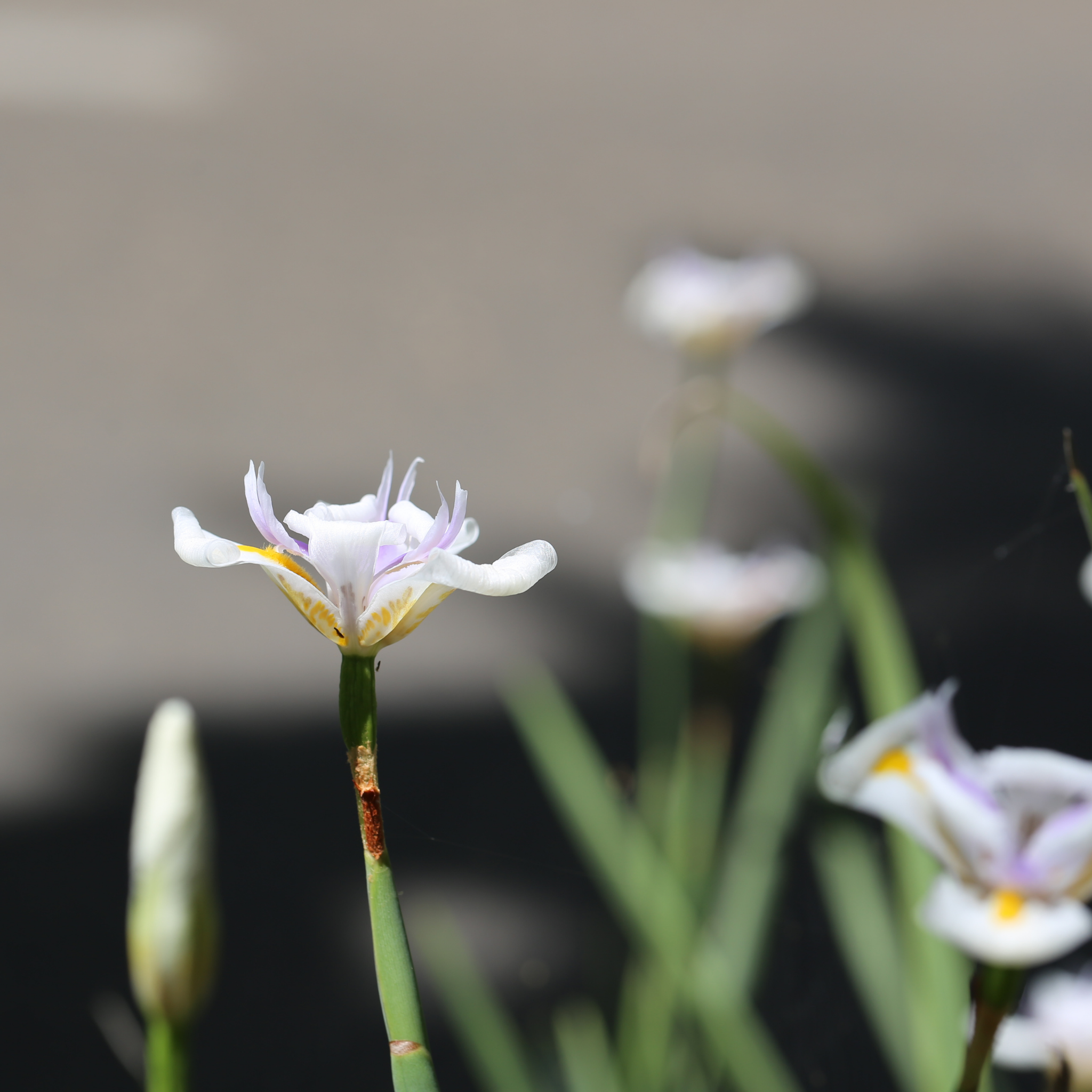 Large Wild Iris - Dietes grandiflora