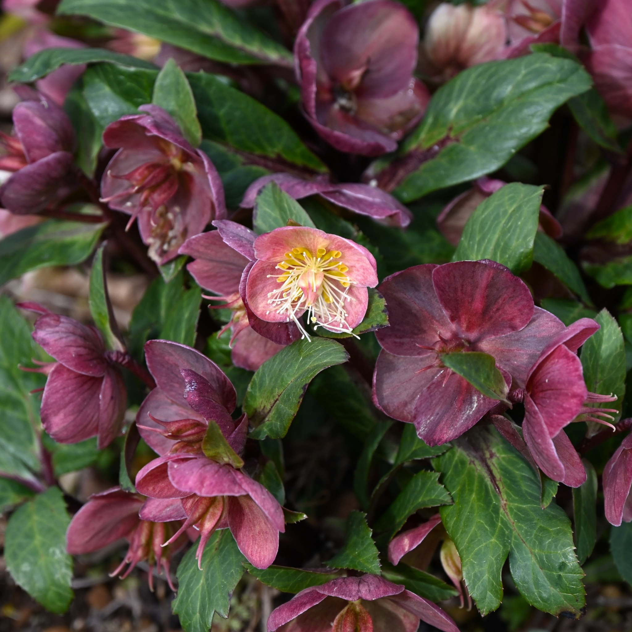 Winter Rose Vibey Velvet - Helleborus hybrida Vibey Velvet