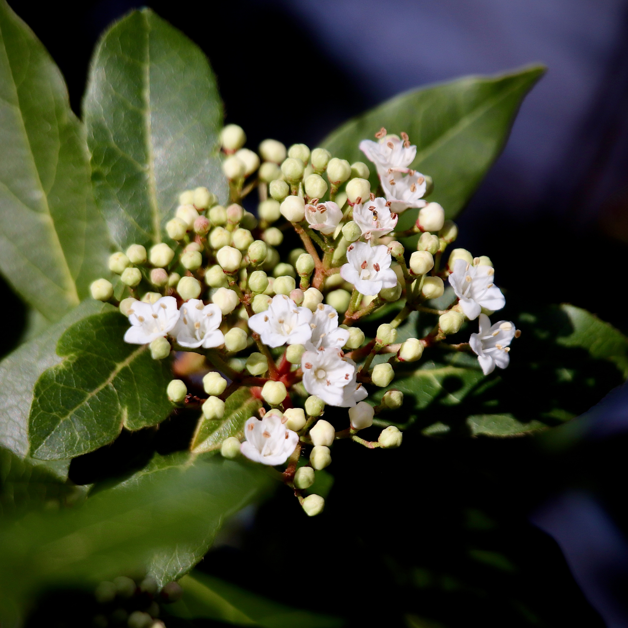 Close-up of white flowers and green leaves on a dark background