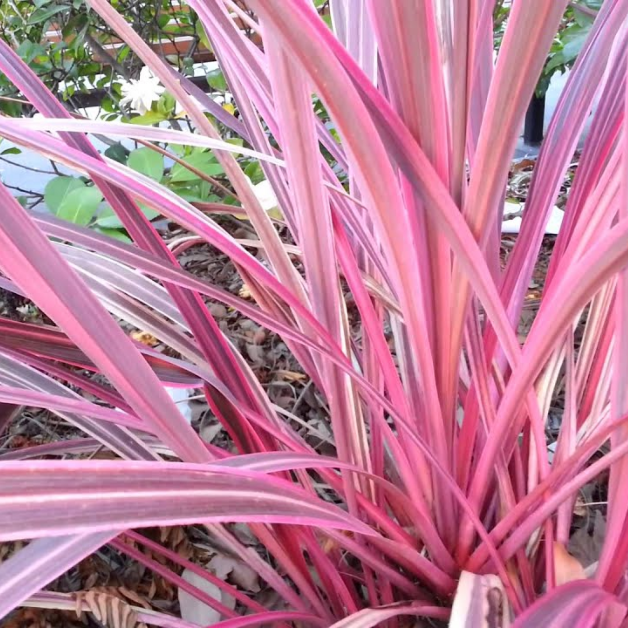 Close-up of a pink and green striped plant with a blurred background