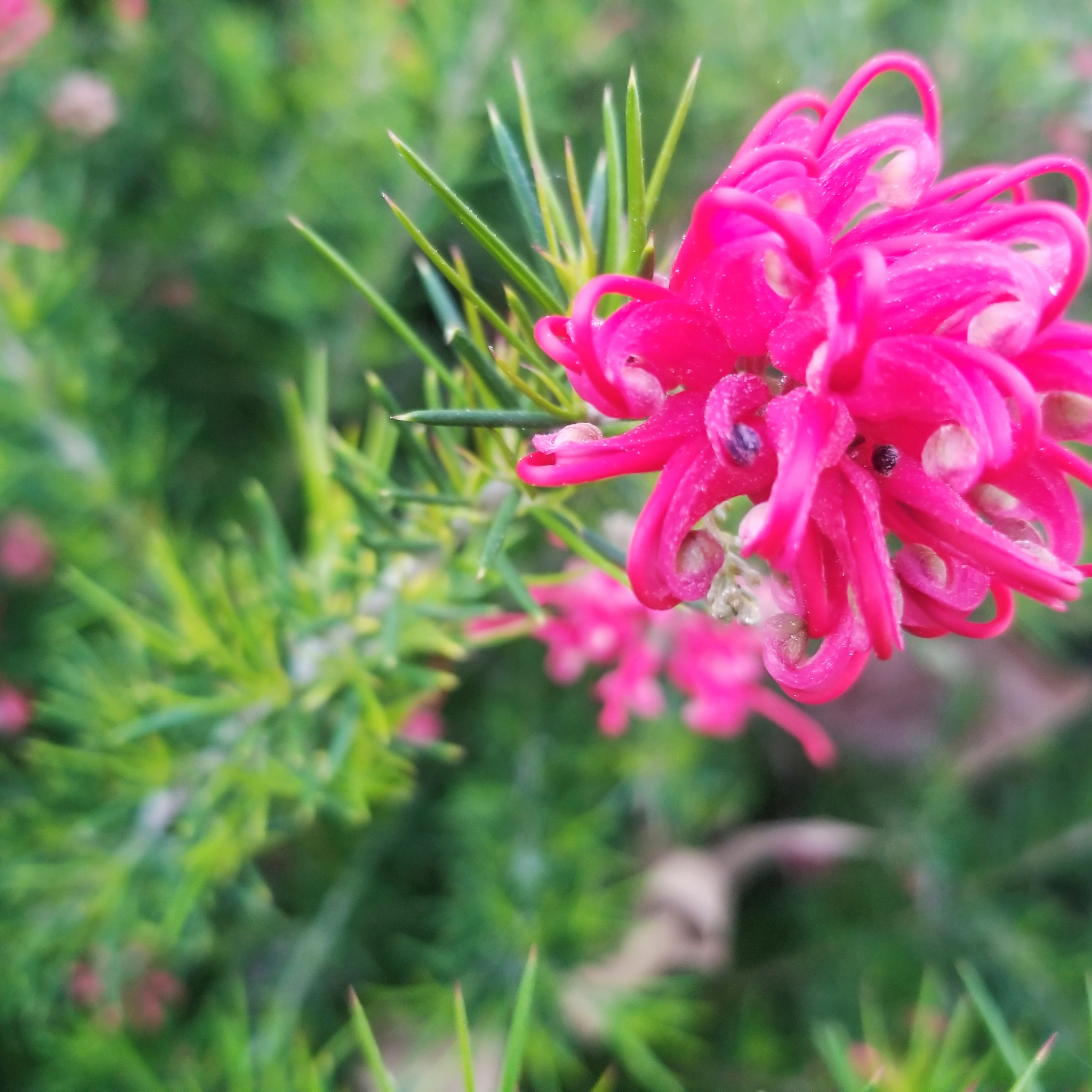 Rosemary Grevillea - Grevillea rosmarinifolia