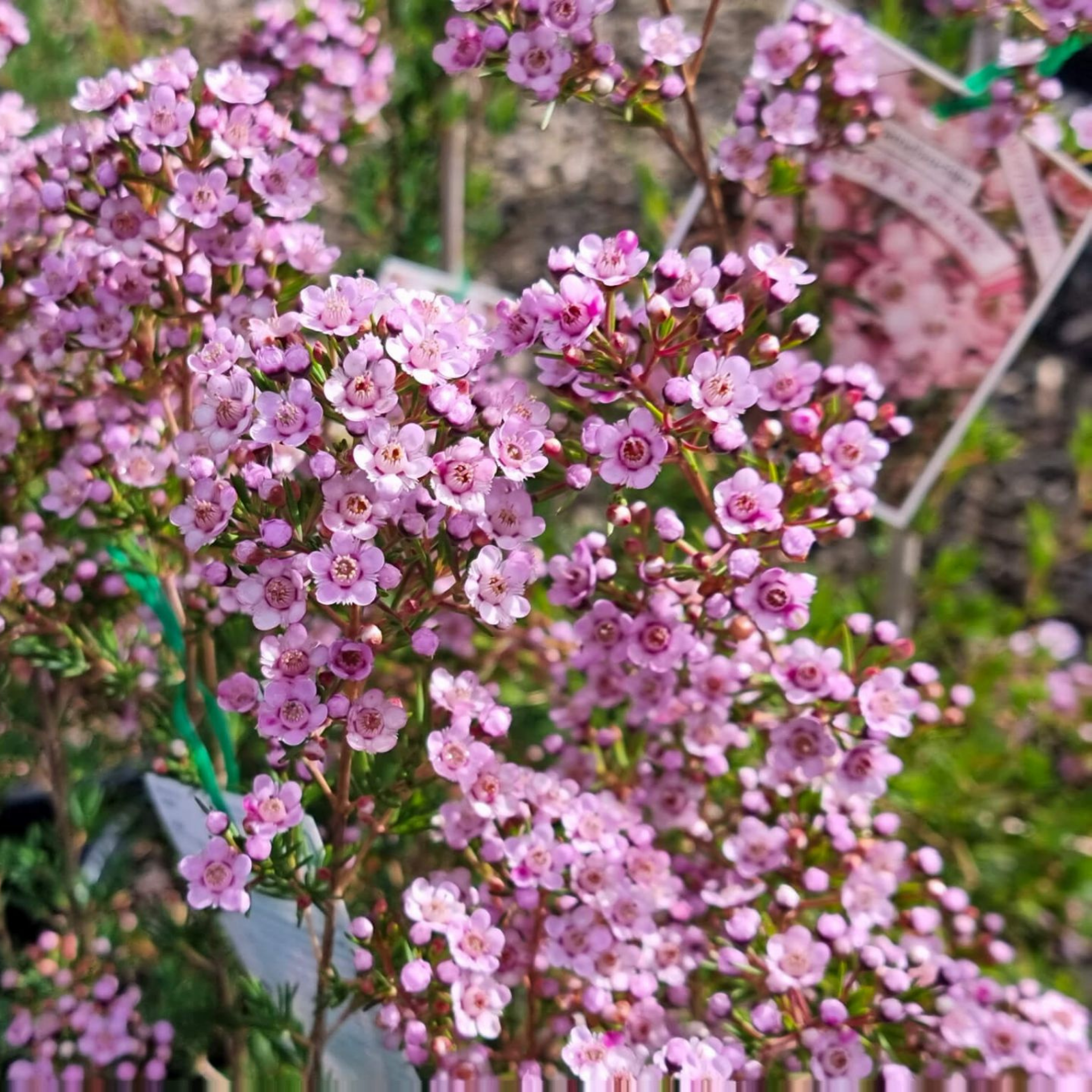 Paddys Pink Waxflower - Chamelaucium verticordia 'Paddys Pink'