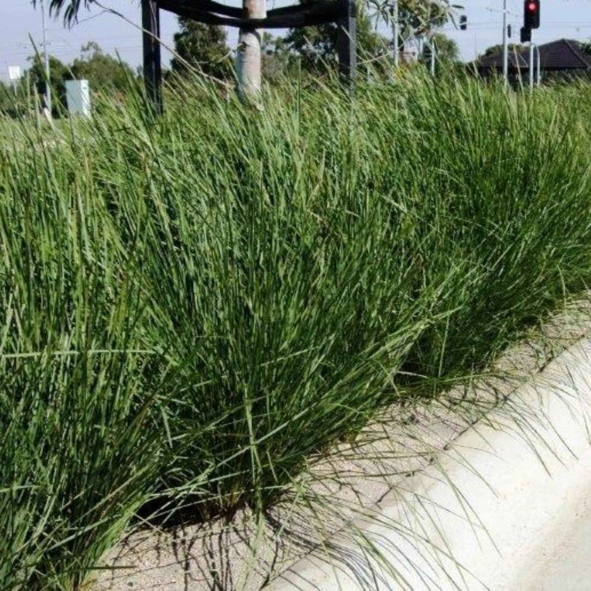 Lomandra Nyalla - Lomandra longifolia Nyalla PBR