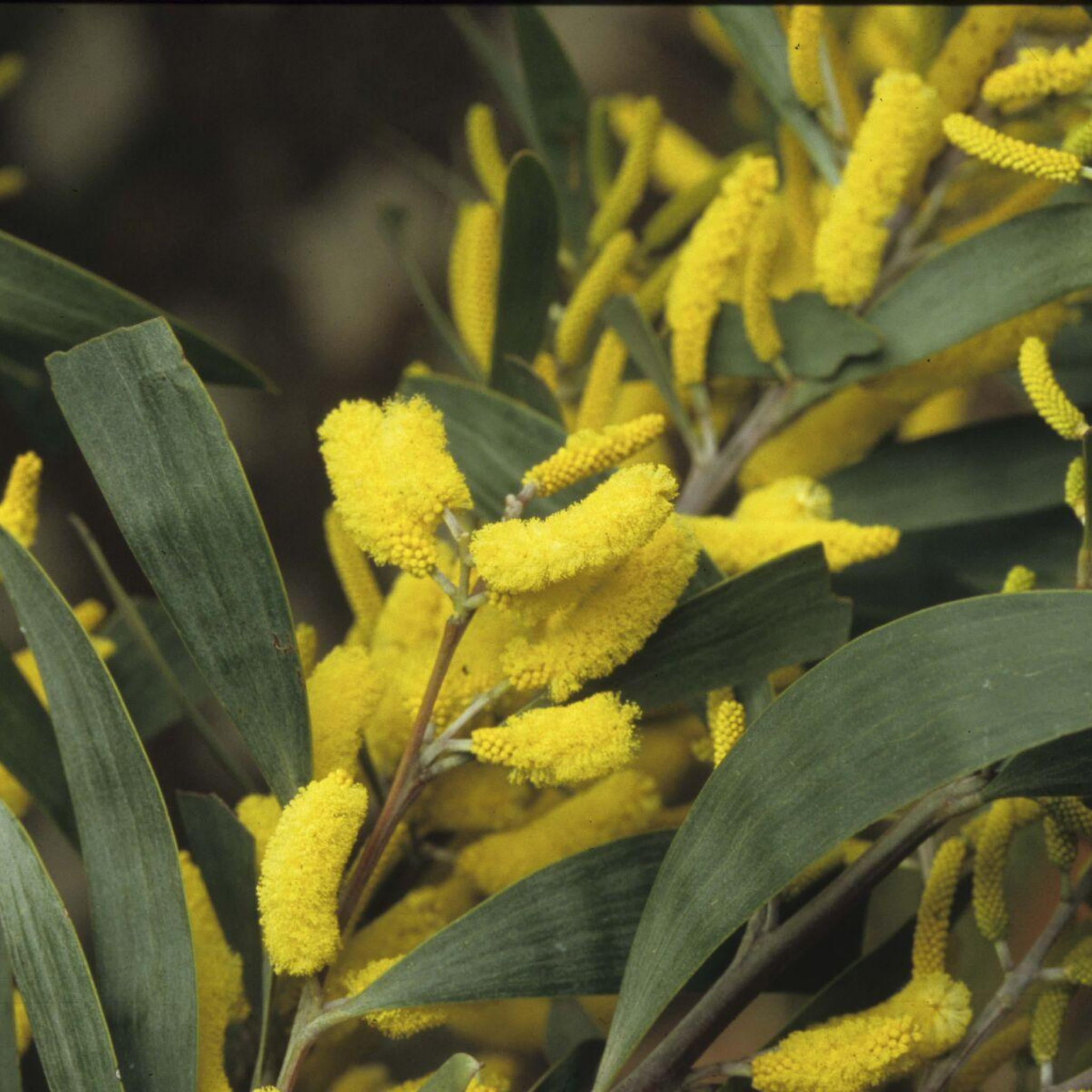 Sterling Silver Wattle -  Acacia binervia Sterling Silver