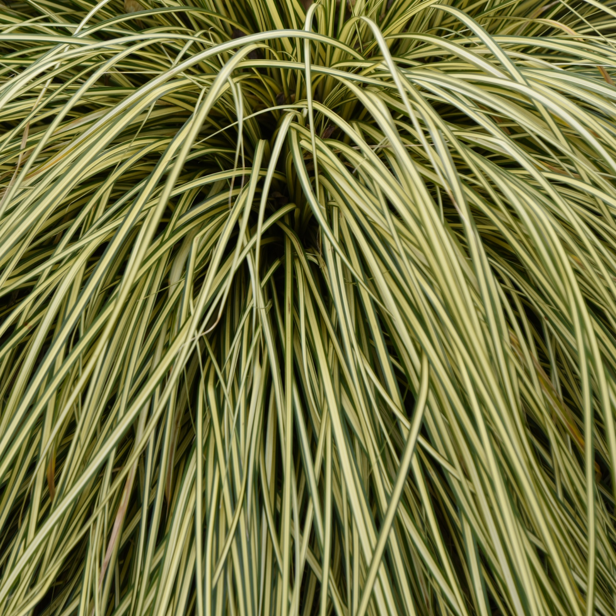Close-up of a plant with thin, grass-like leaves