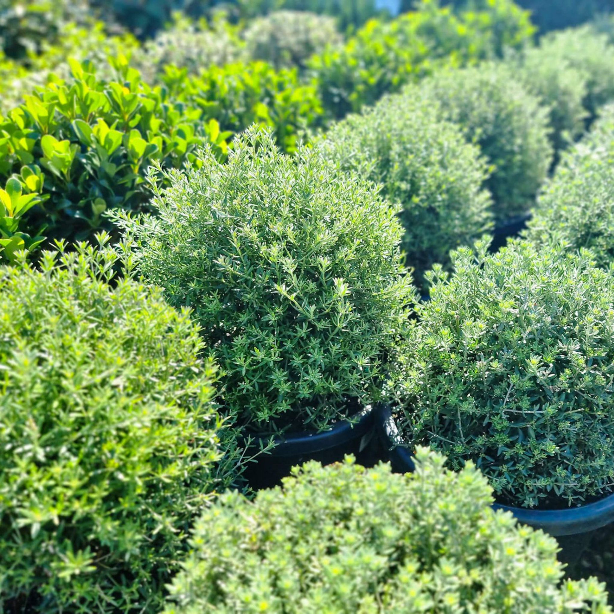 Coastal Rosemary Wynyabbie Gem - Westringia fruticosa Wynyabbie Gem